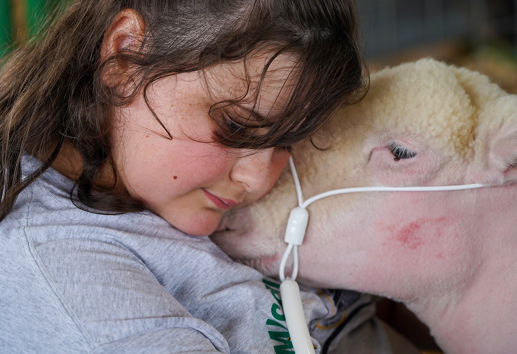 Madison Rapp, 10, cuddles with Snow White in the downtime before the show to help calm her nerves Aug. 13 at the Missouri State Fair in Sedalia. Snow White was born in January and Rapp takes care of her every day after school.