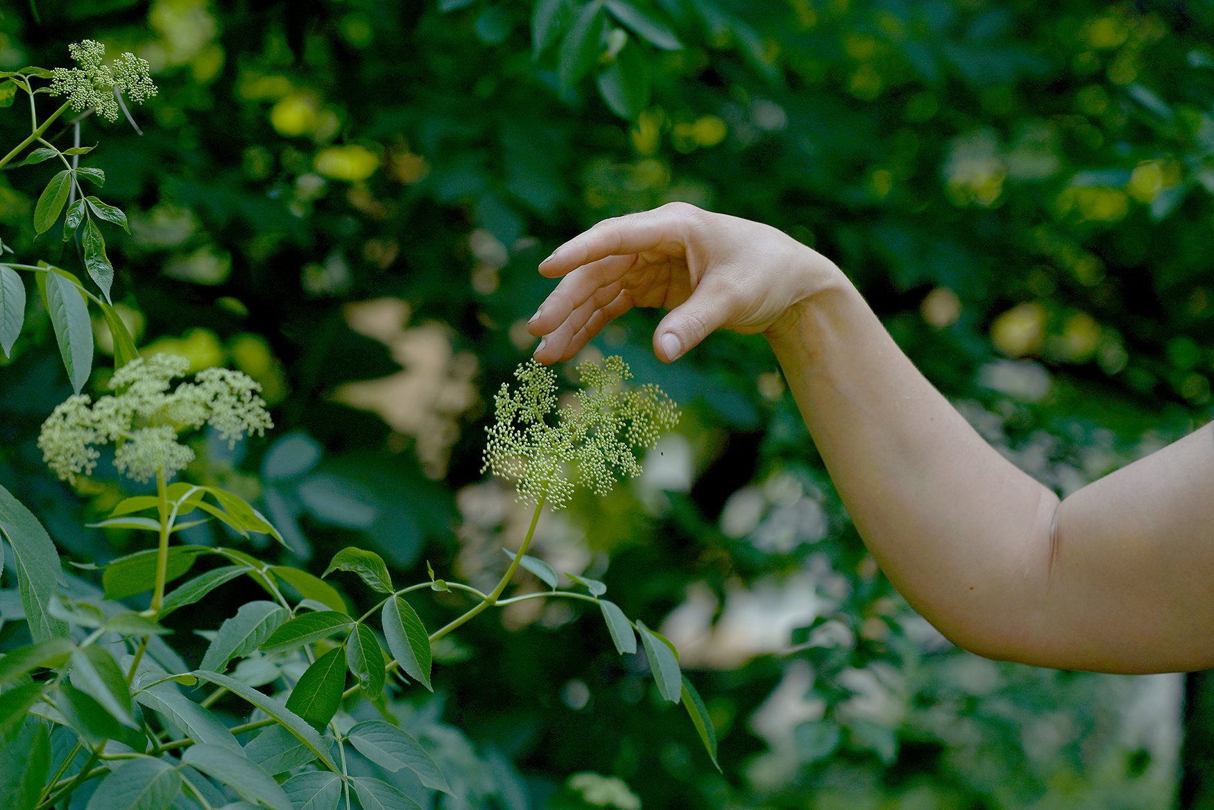 An edible gardens tour participant touches an elderberry blossom on June 4 in Columbia. Elderberries are native plants and, when mature, can be used to make tea, among other things.