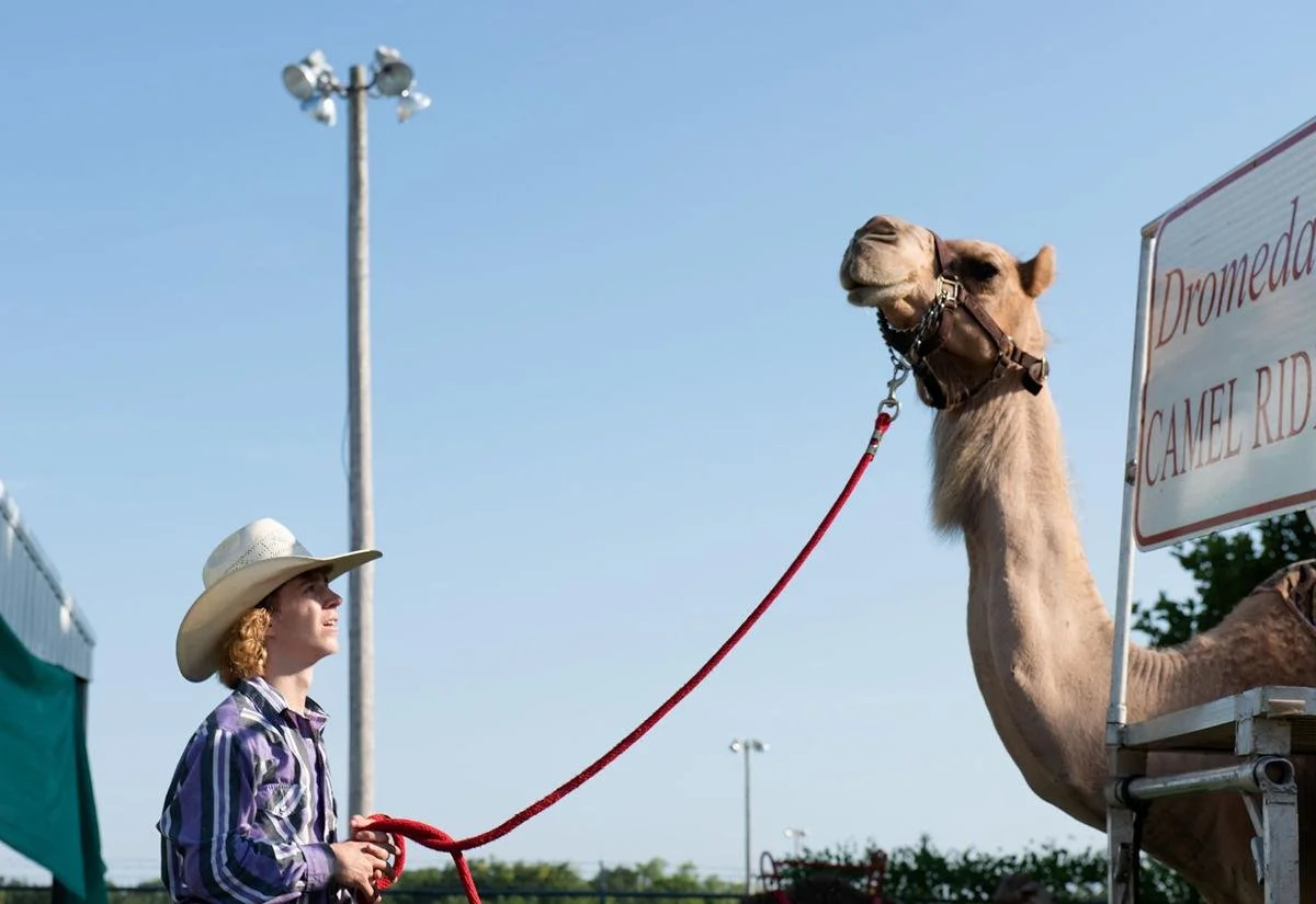 Ponies, poultry and pee wee showmanship: Fair fun begins in Boone County