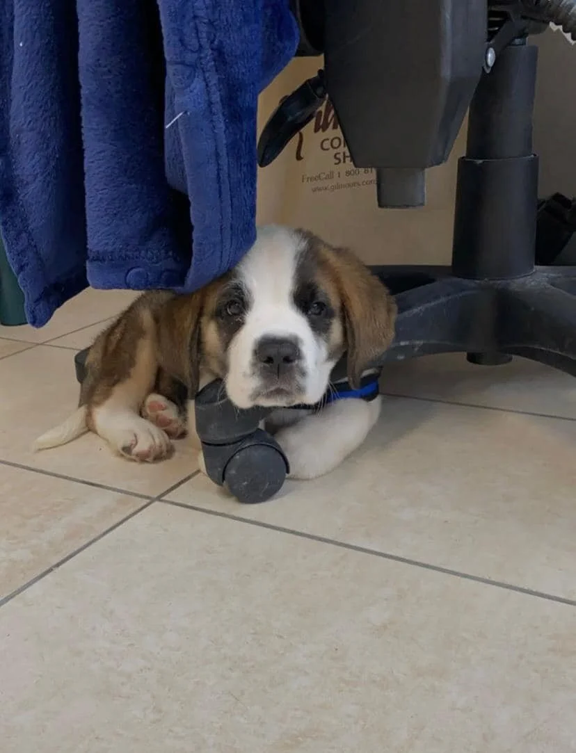 pde-orthosis-neuromuscular-orthotics-australia