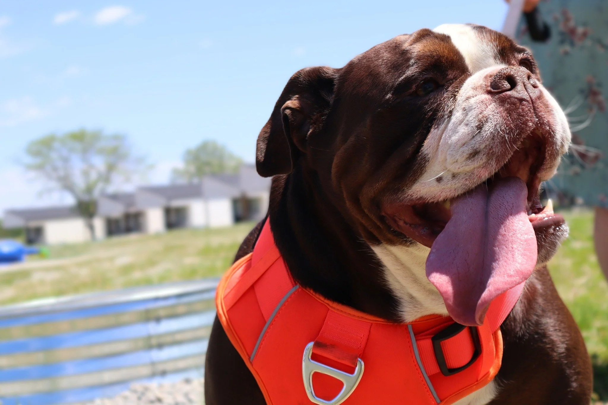 Family fun, furry friends, and fresh air—what more could you need? 🐶💚
Check out these two limited-time offers to kickstart your summer:
👨‍👩‍👧‍👦 Bogo2025
Book with us for July 4th weekend and get a free night stay. Stay for tw