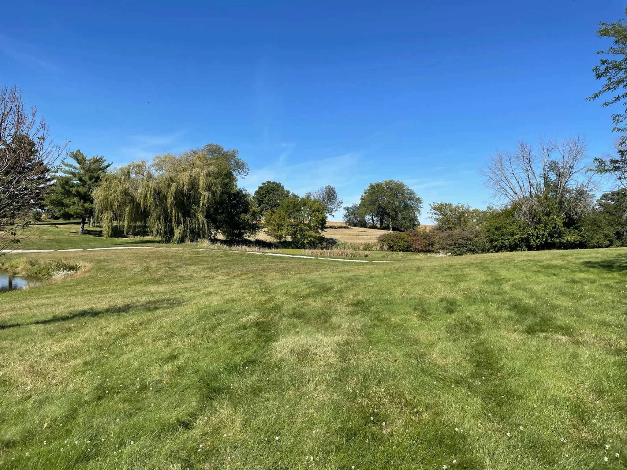 Green open field with trees under a clear blue sky
