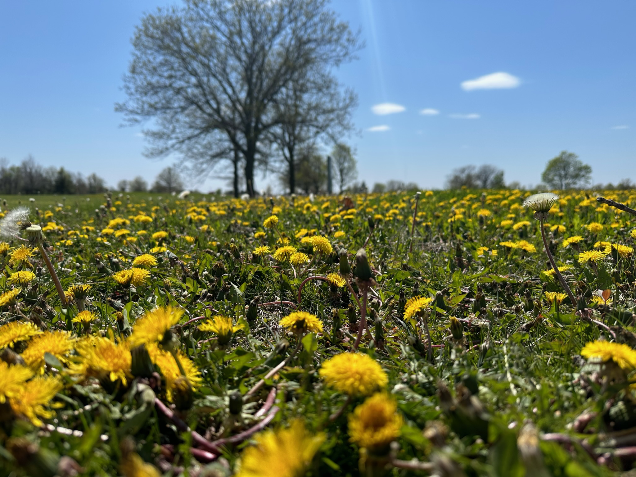 A field of blooming yellow dandelions under a clear blue sky, with trees in the background.