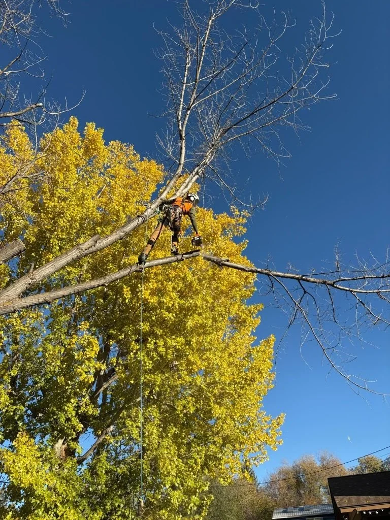 Tree limb removal in Durango, CO 