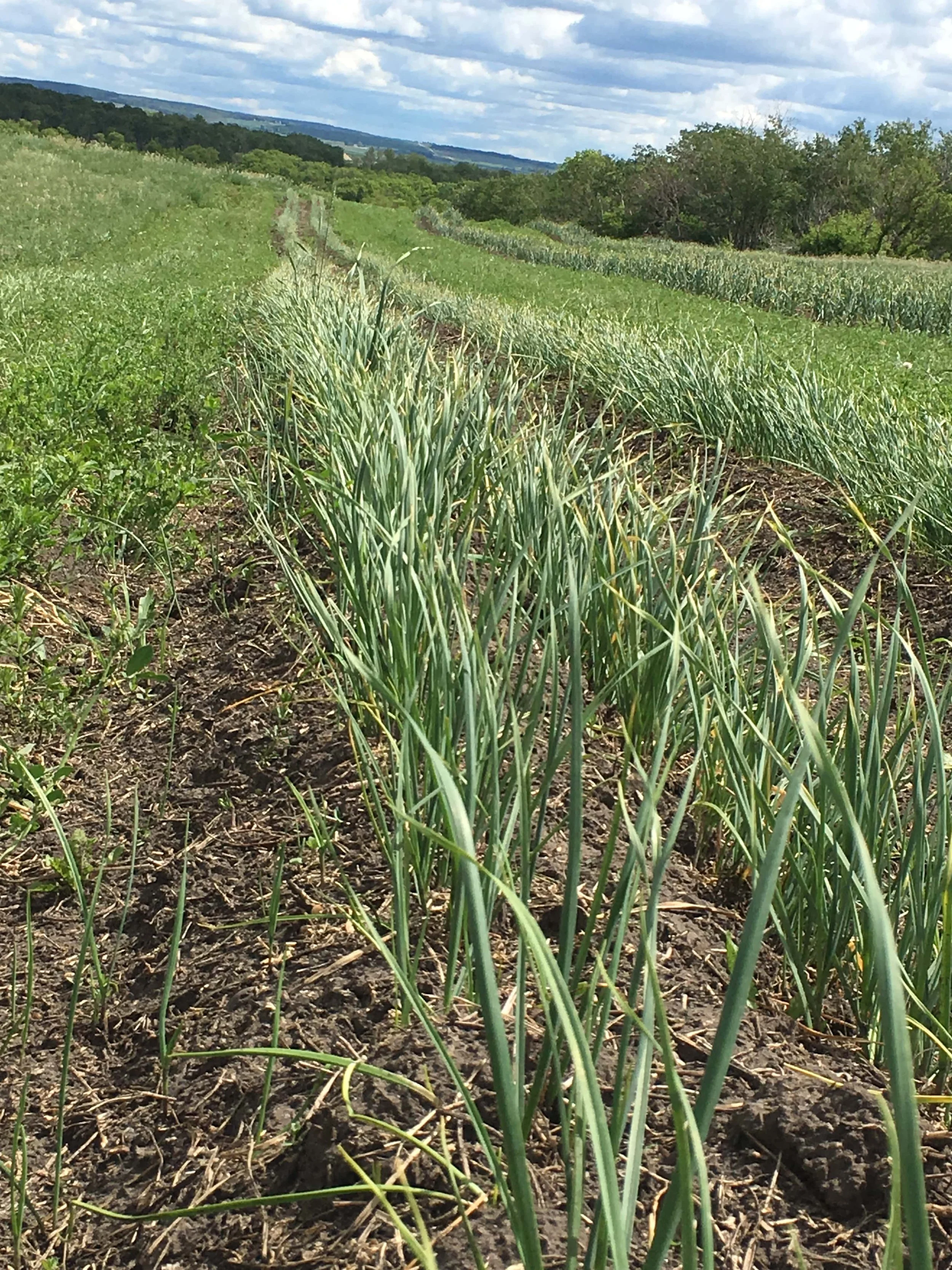 Music Garlic on a slope inter cropped with alphalfa -min.JPG