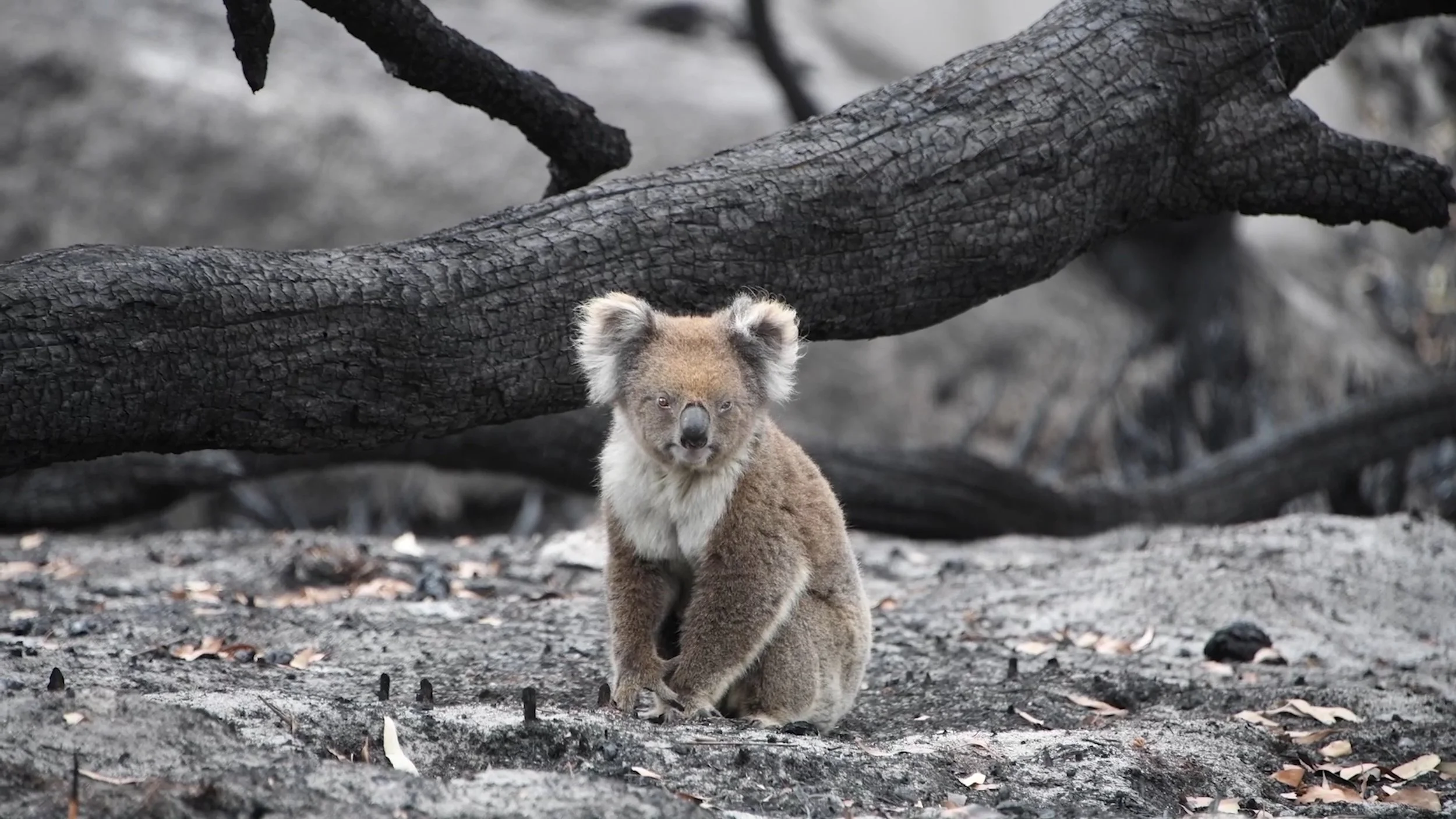 Final Master_Koala Rescue (1).jpg