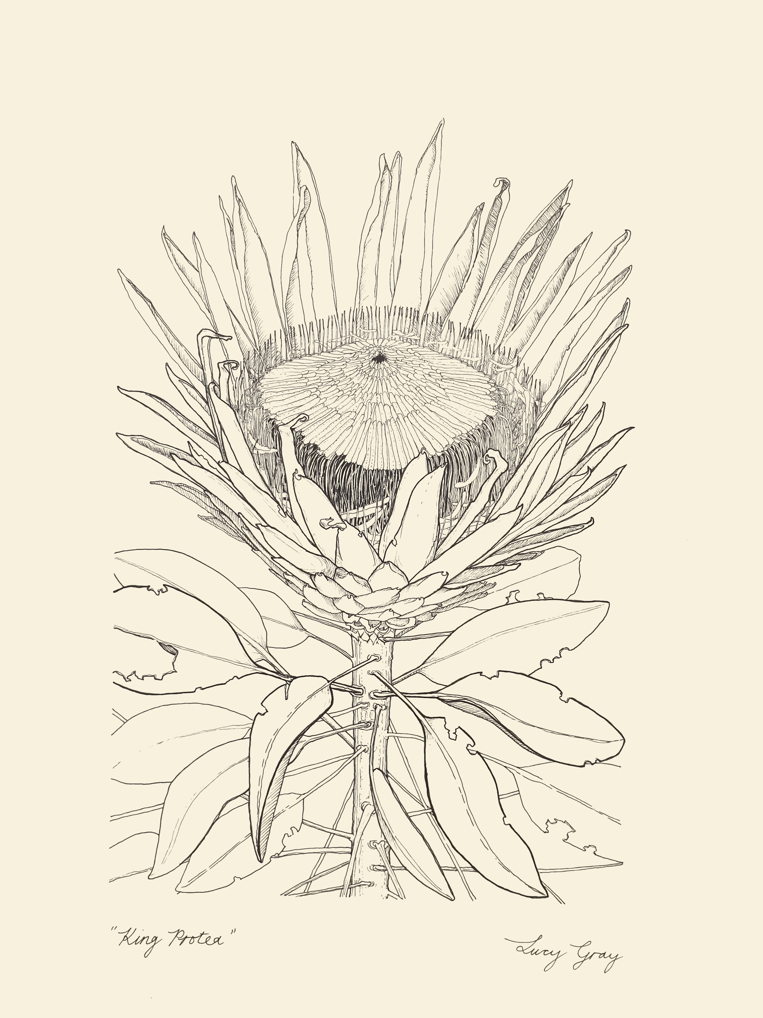 Protea flower 6 Drawing by Adri Voulgarellis - Pixels