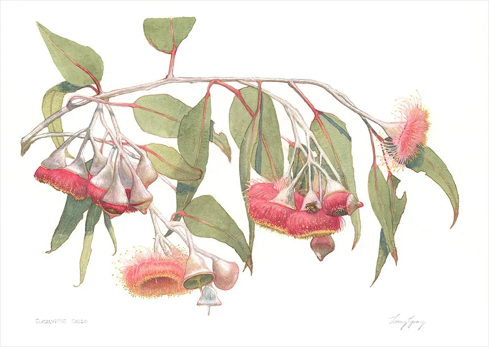 eucalyptus_caesia_small_jpg_IG.jpg