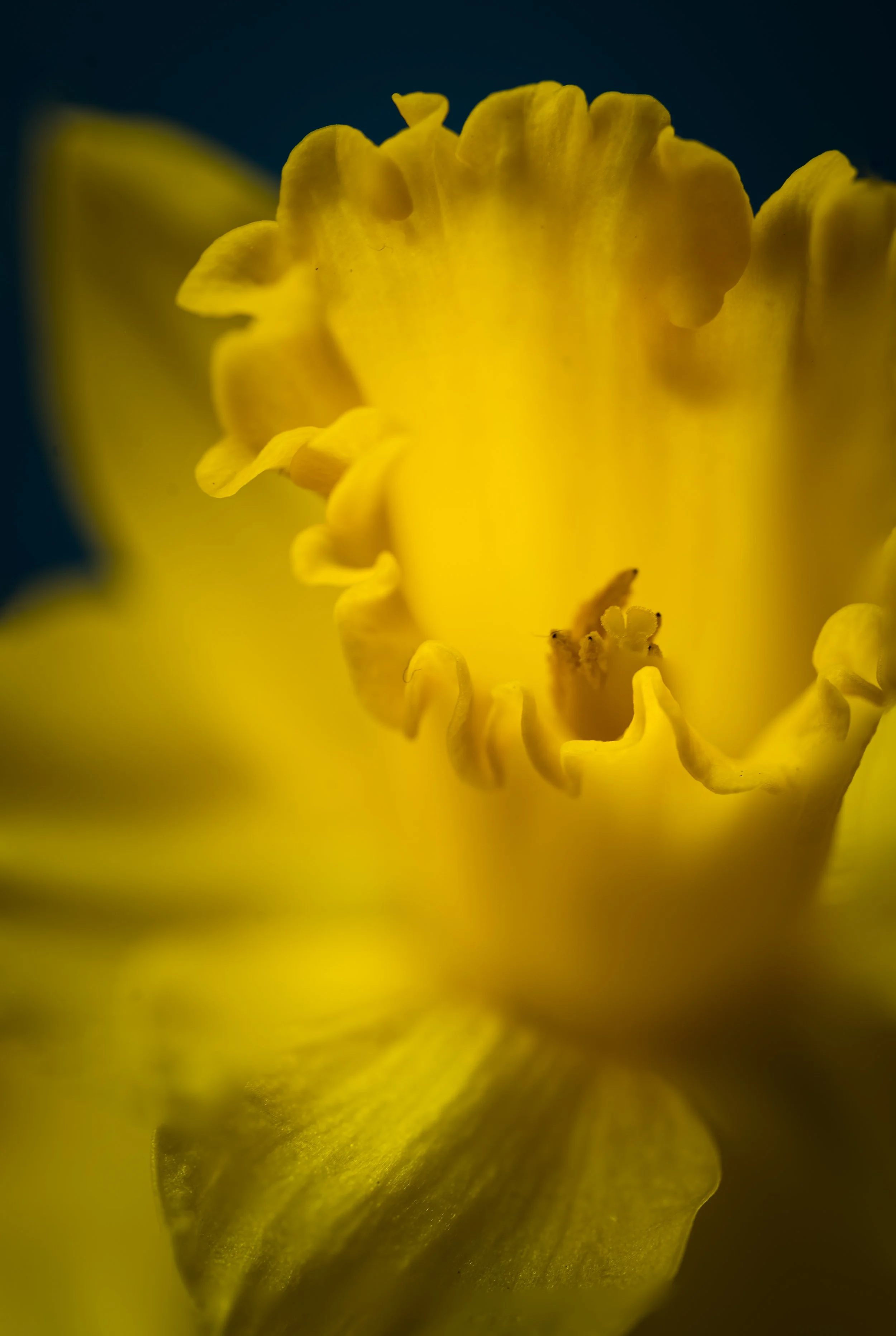 Golden Flower bathed in Golden Light