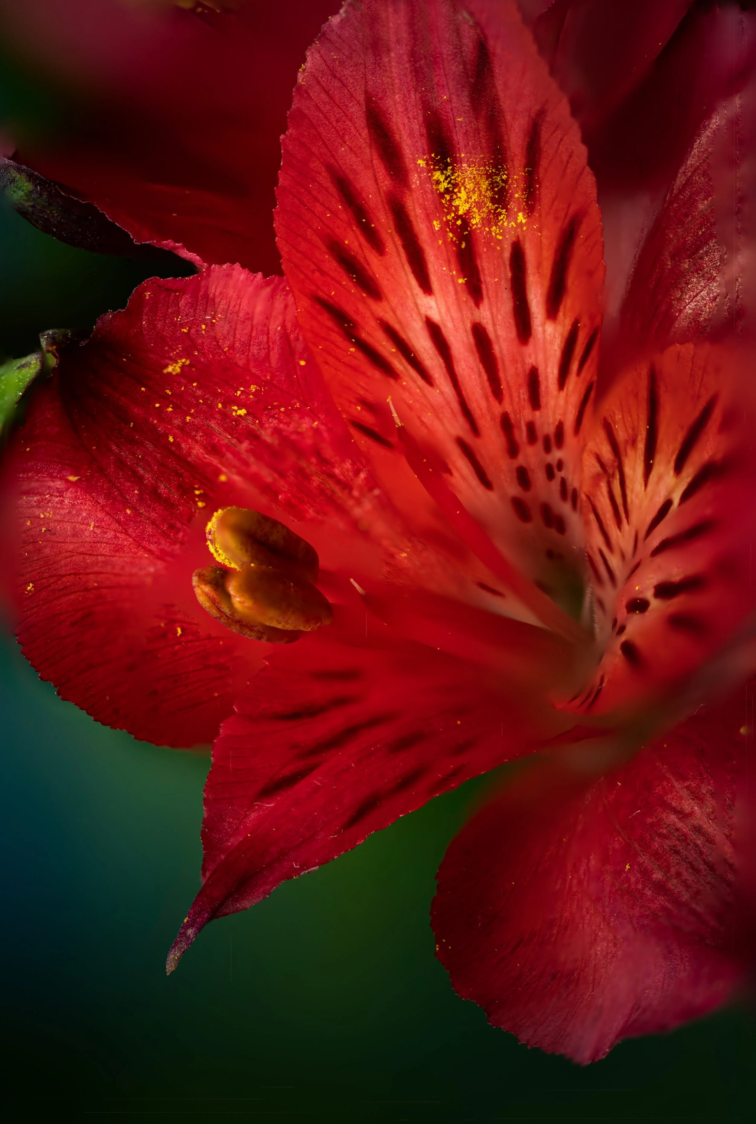 Bursting with Life