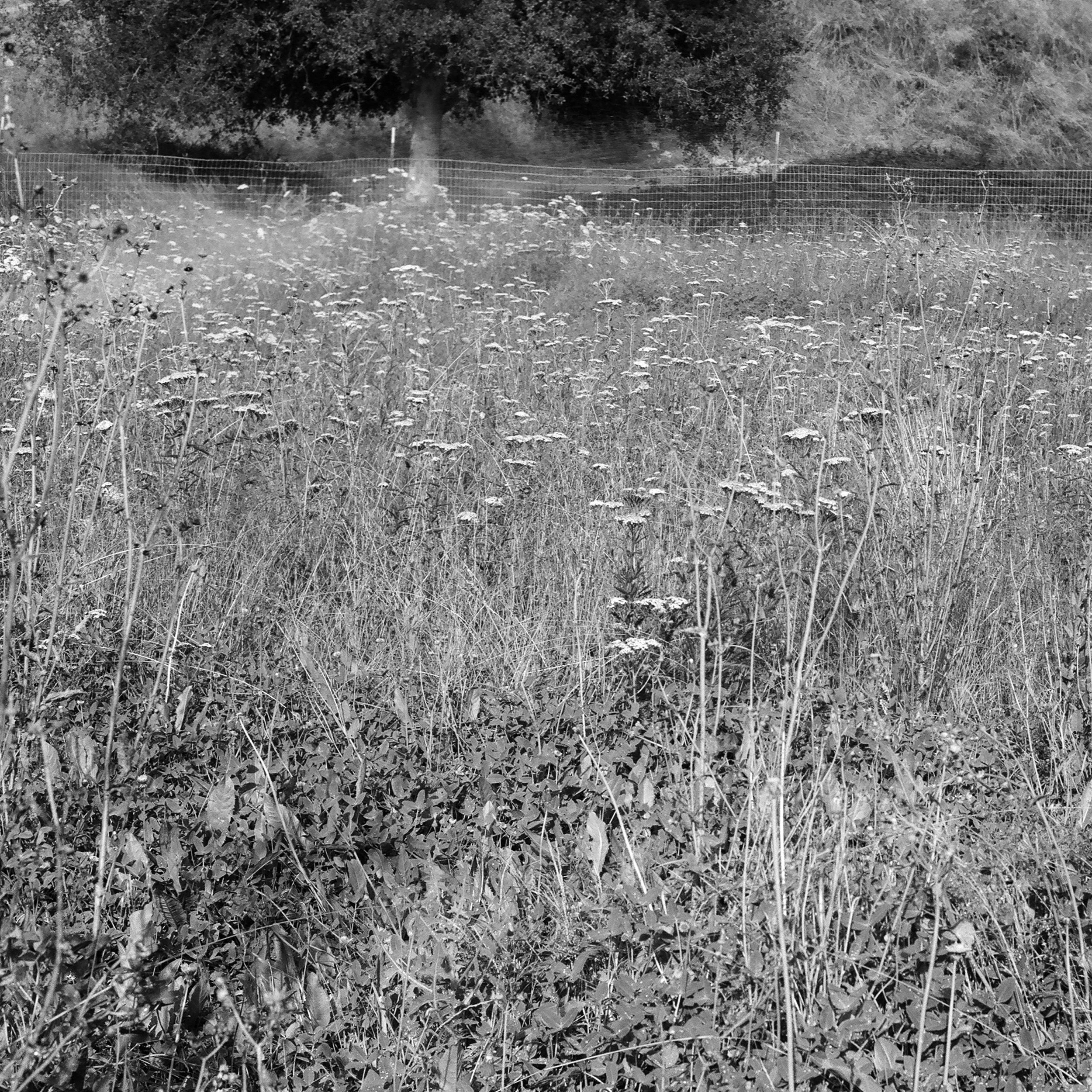 yarrow_field.jpg