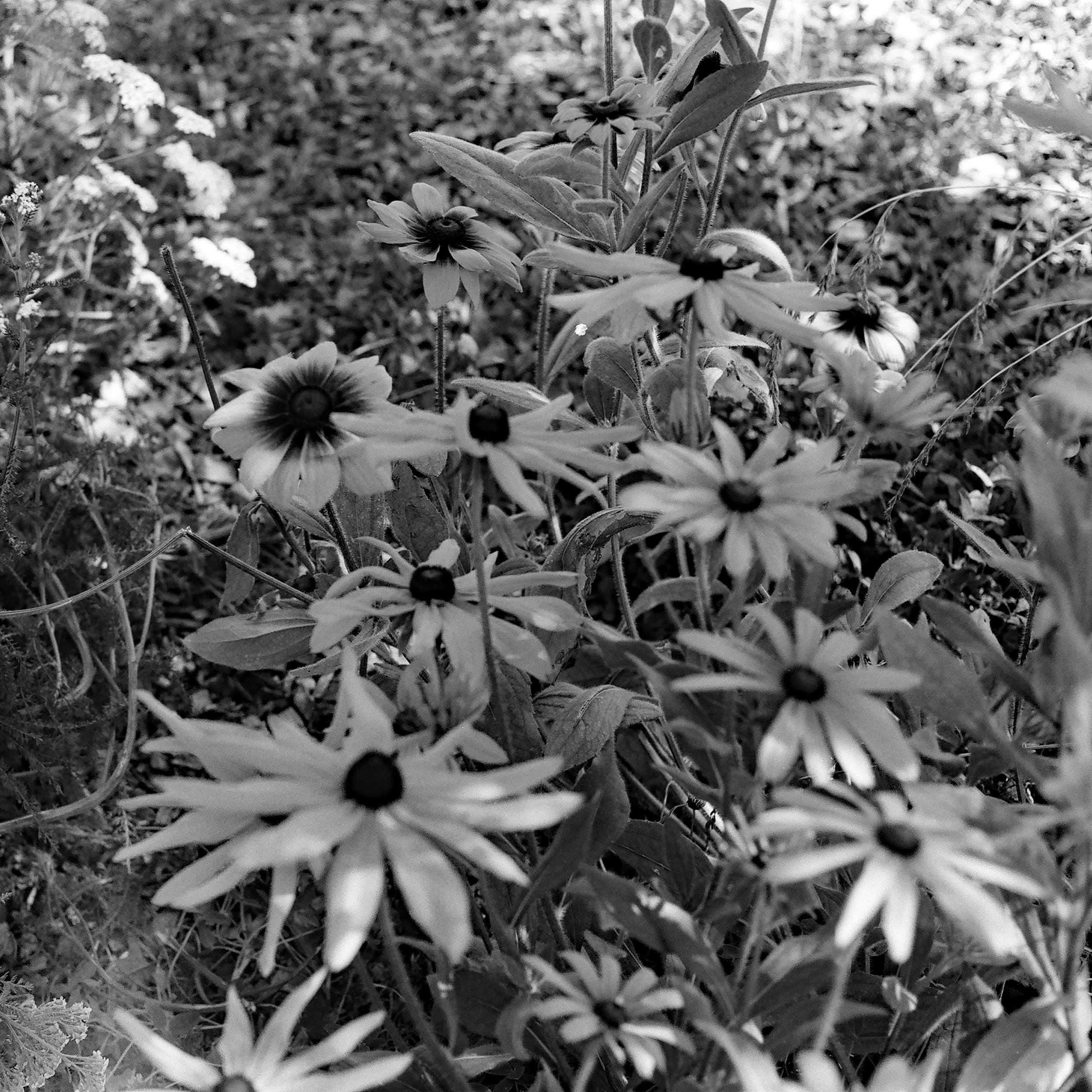 plains_coreopsis.jpg