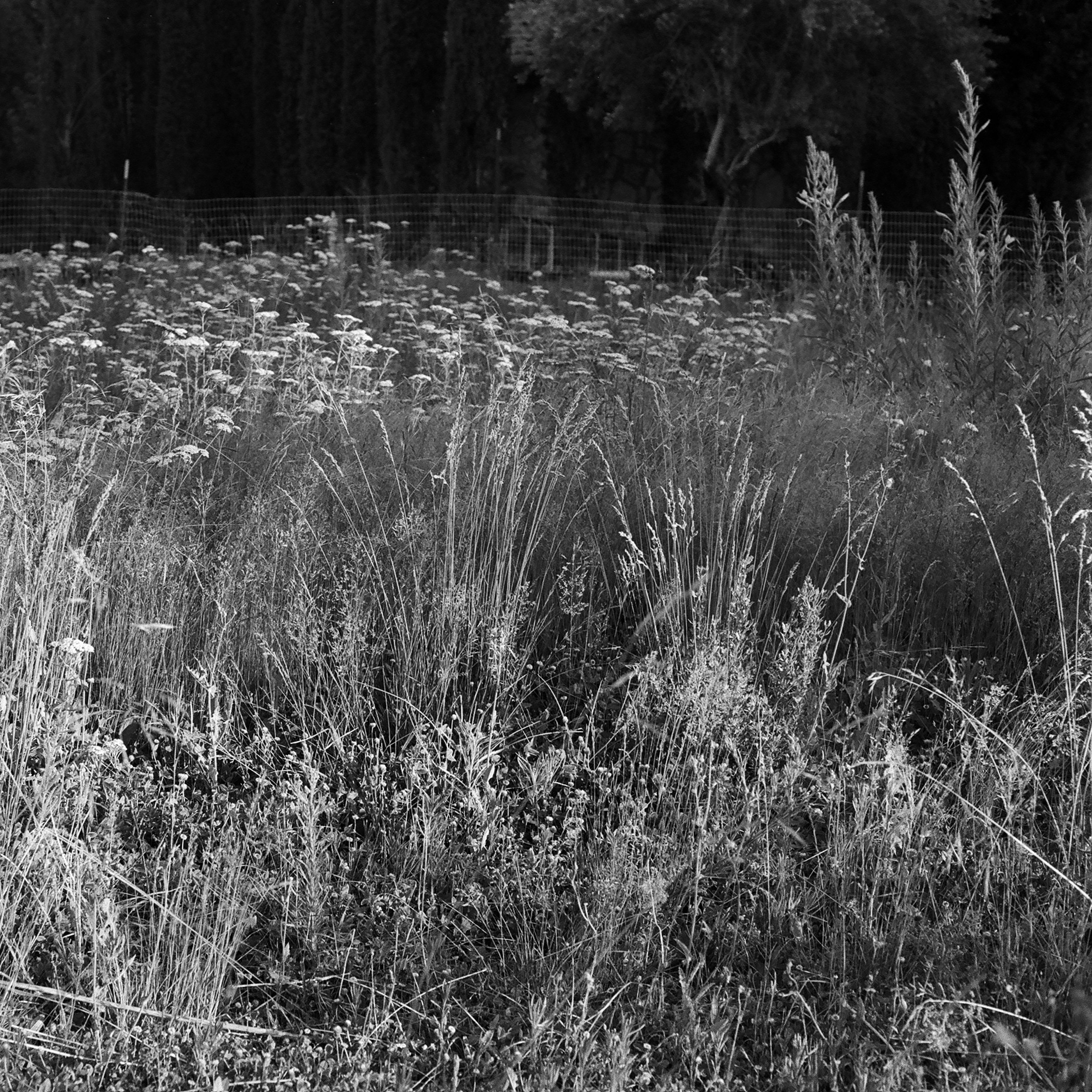 grass_meadow1.jpg