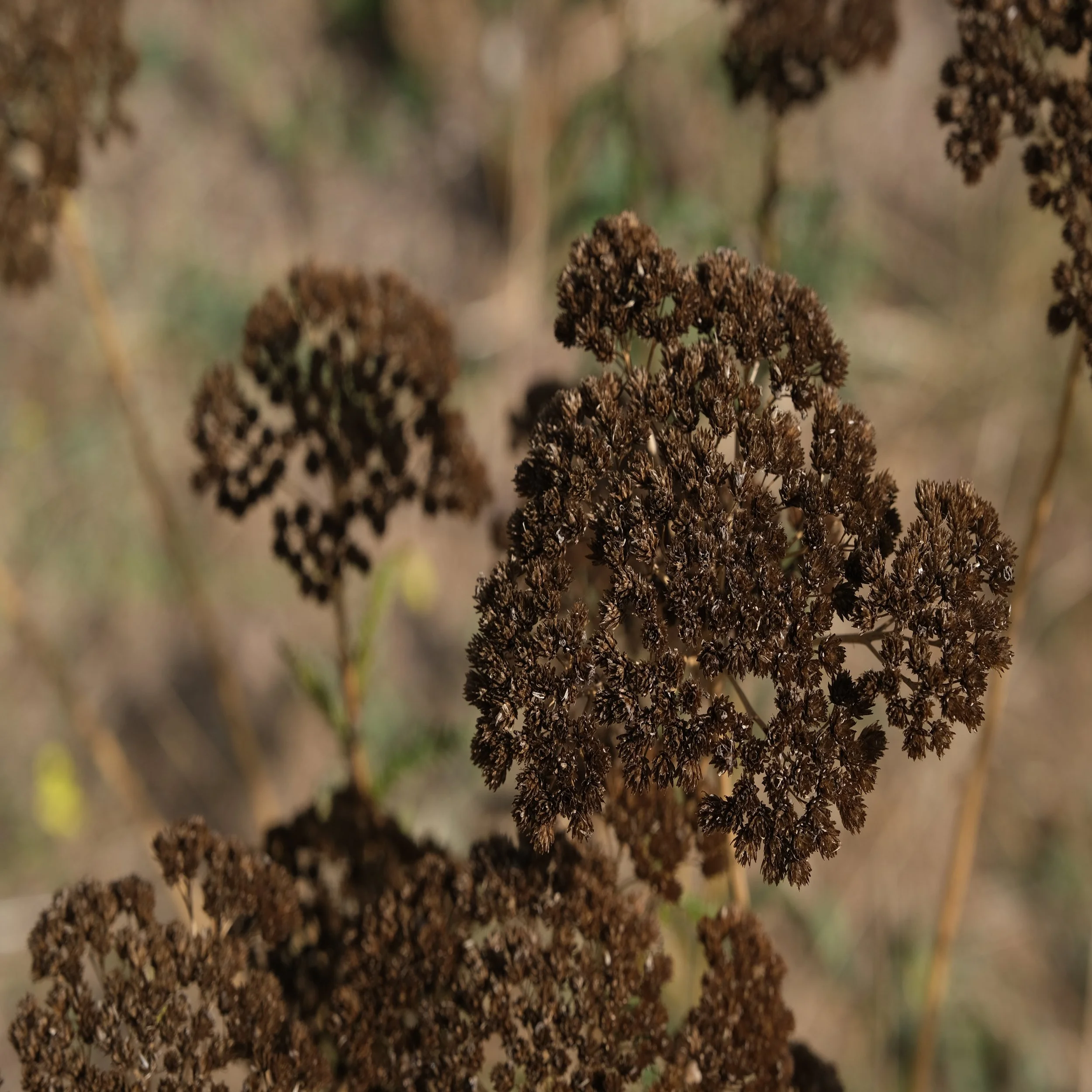 Common Yarrow - seeds ready to harvest 