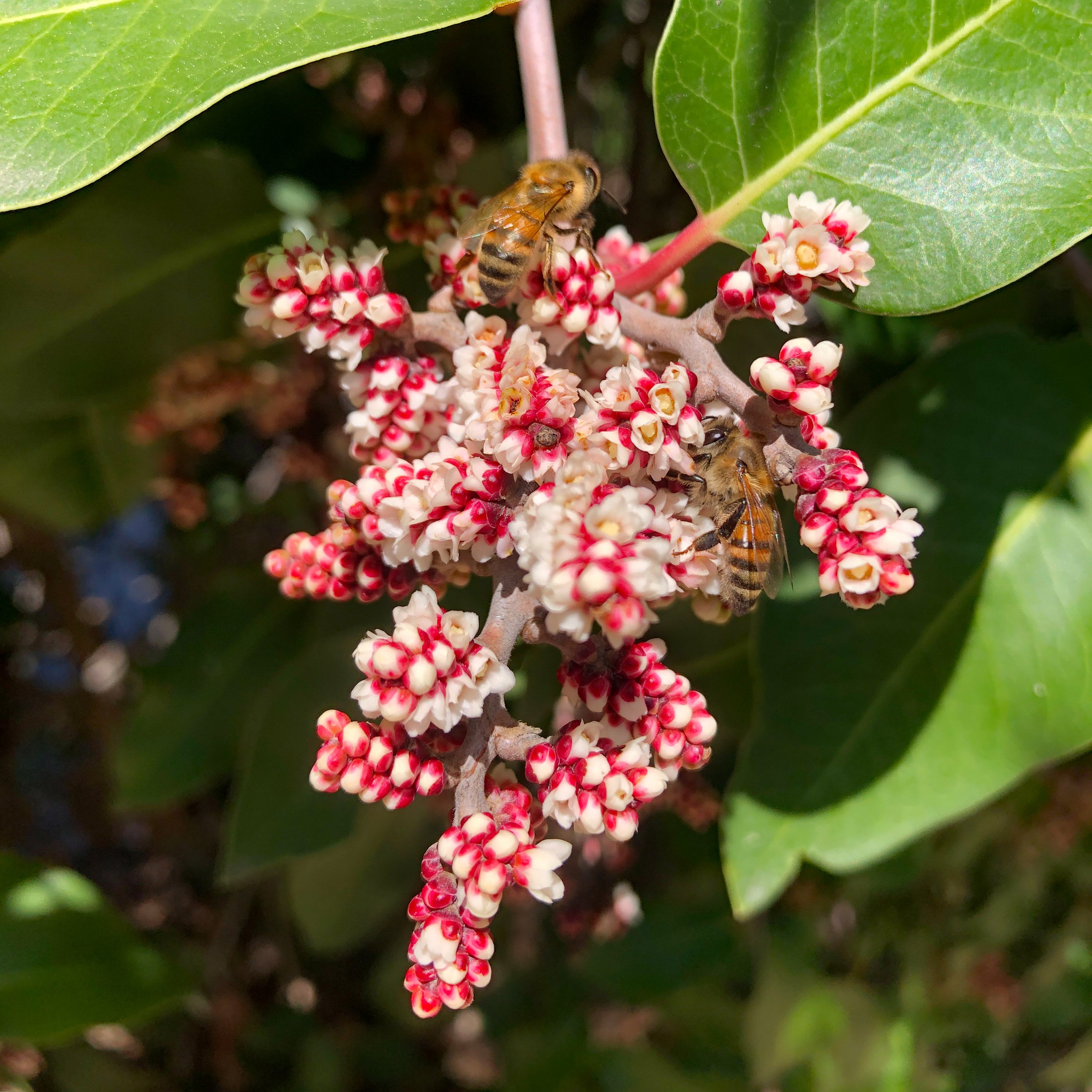 pollinator1.jpg