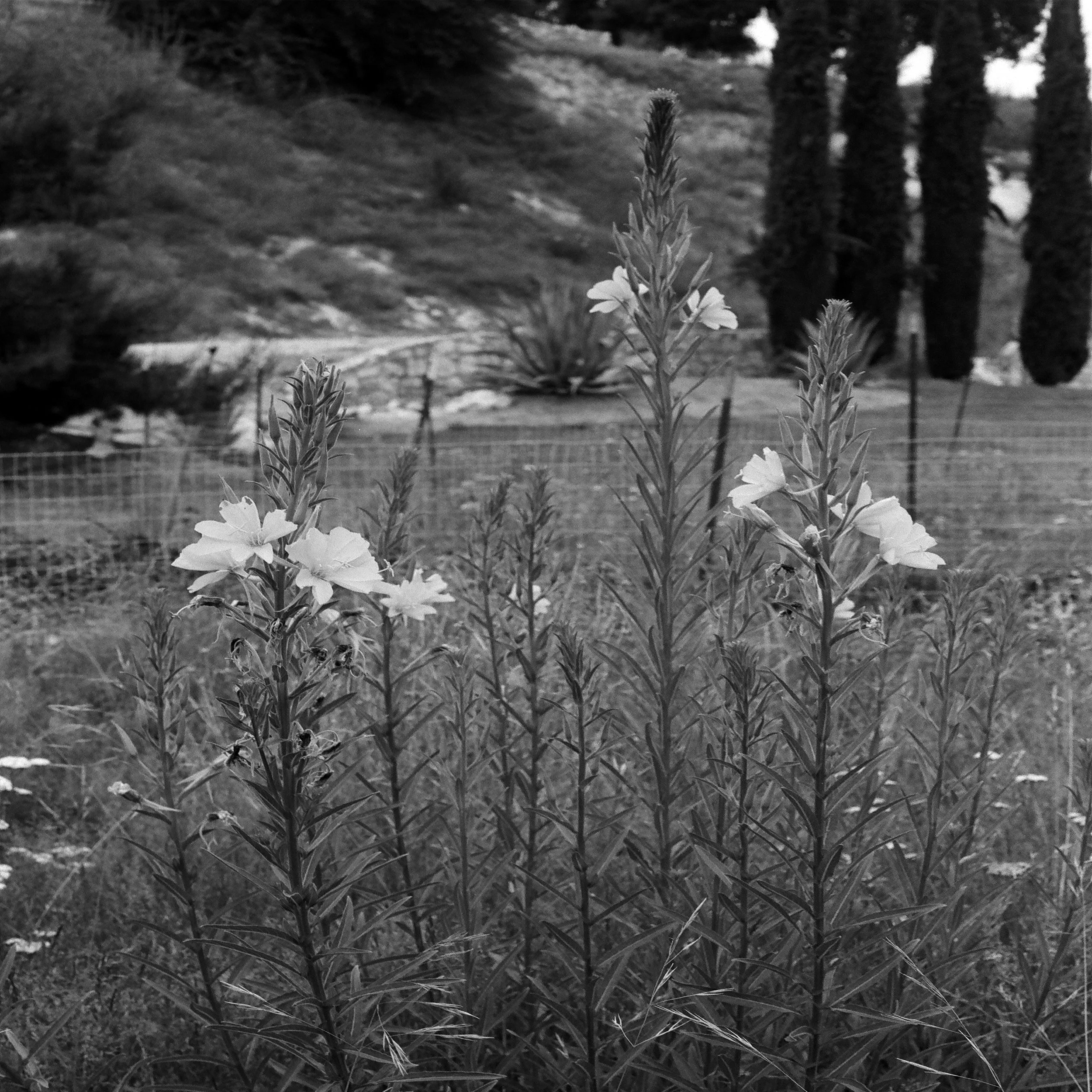 Evening_Primrose.jpg