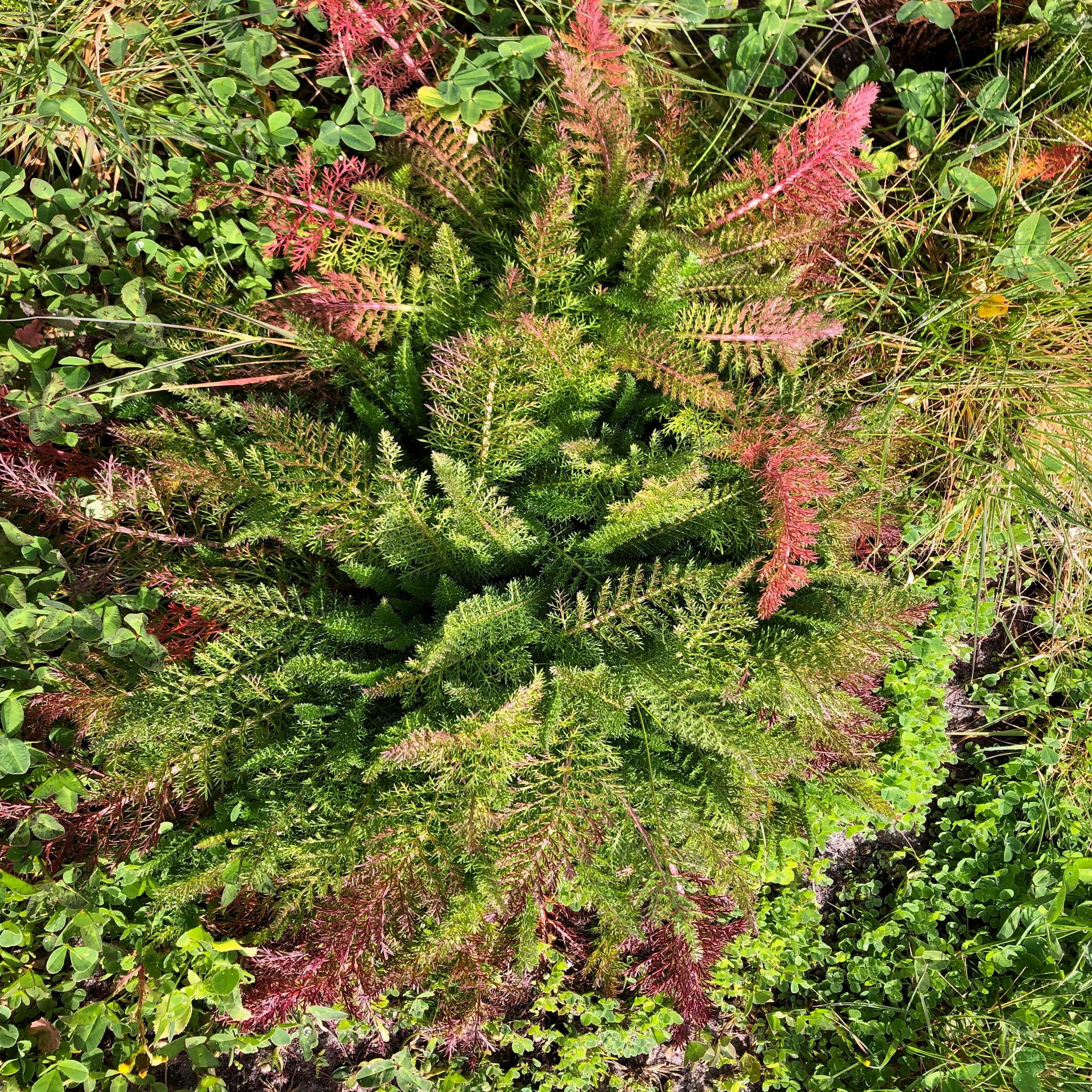 Beautiful Yarrow 