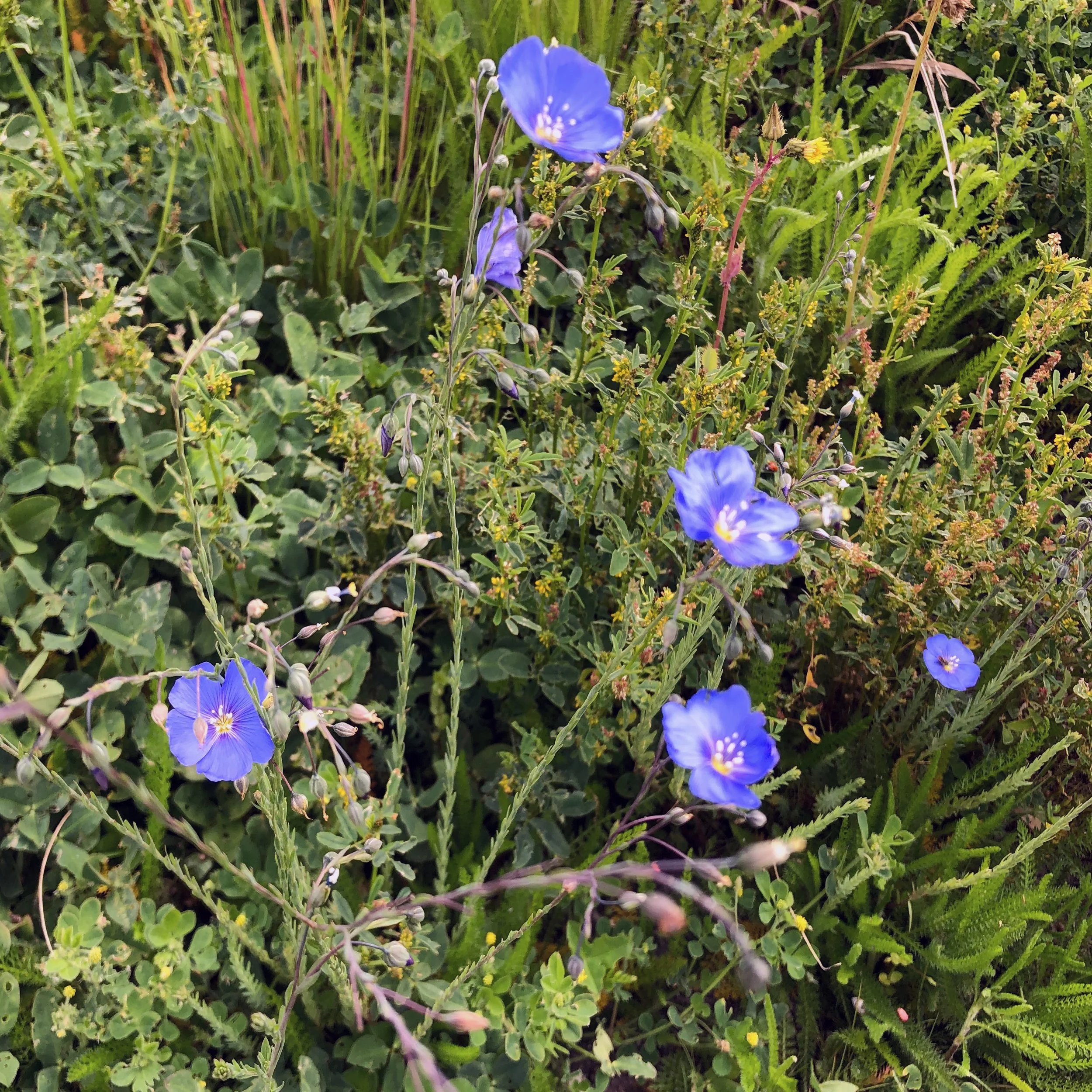 Blue Flax 