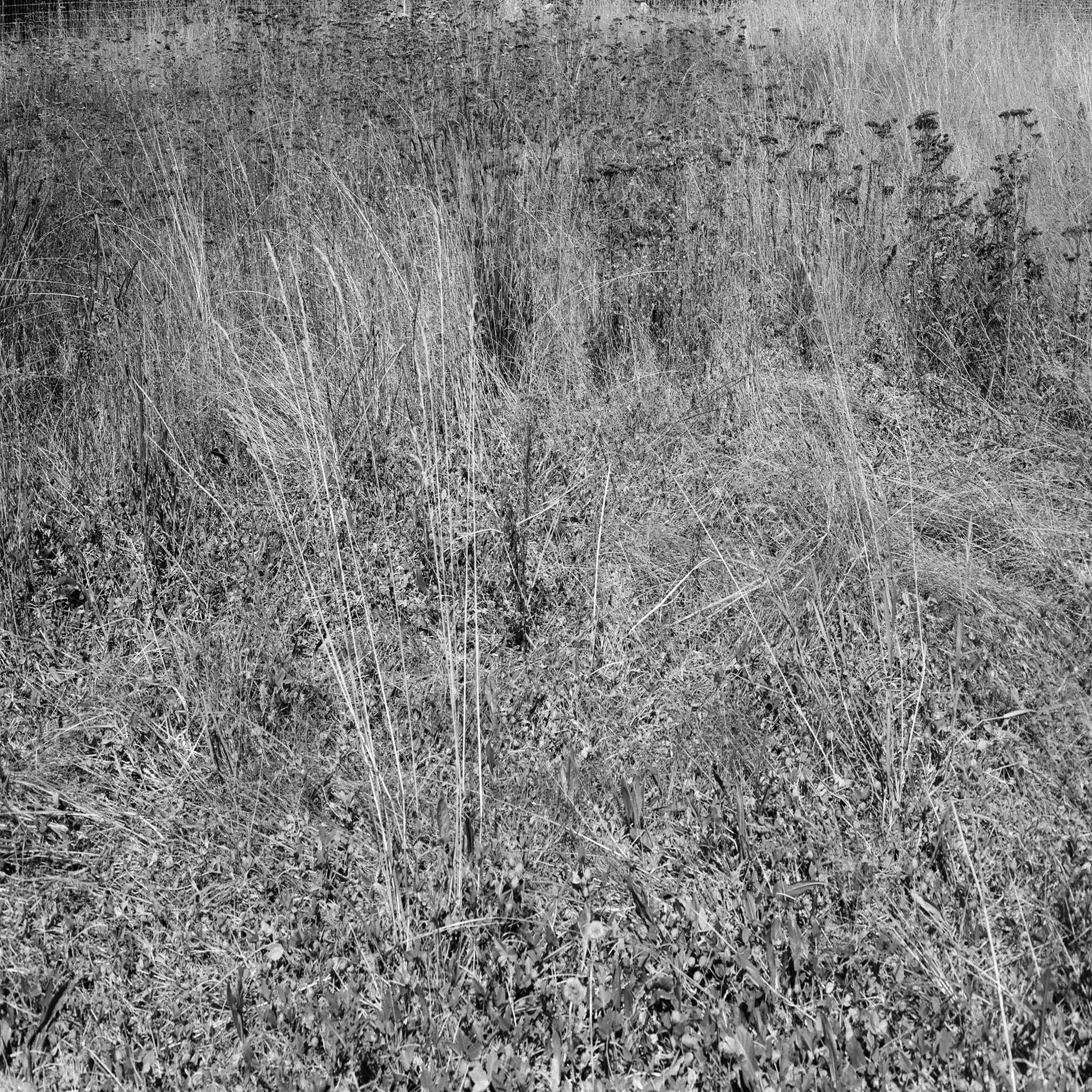 grass_meadow2.jpg
