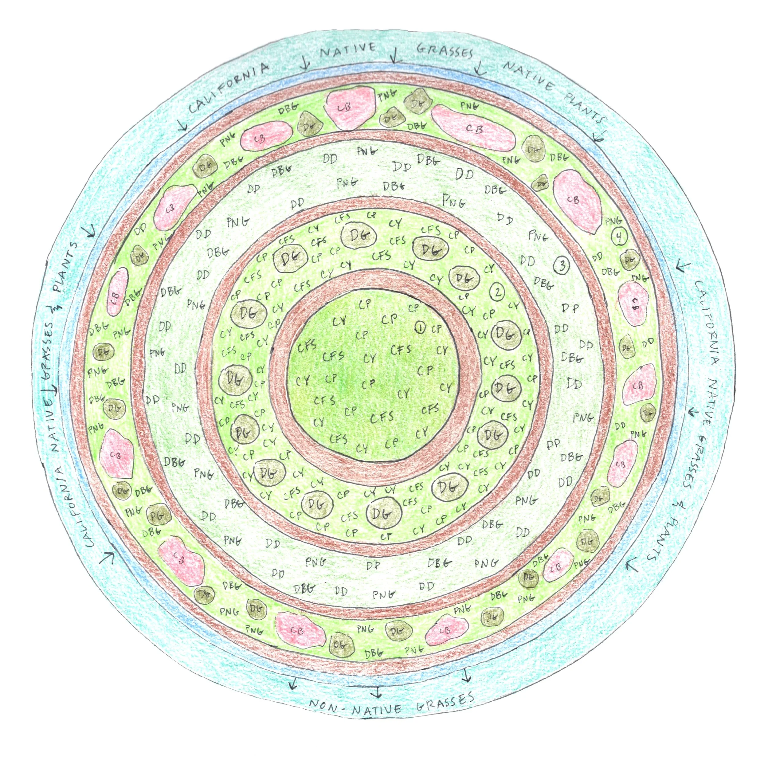 Circle #4 - Irrigation removed, more native seeds dispersed