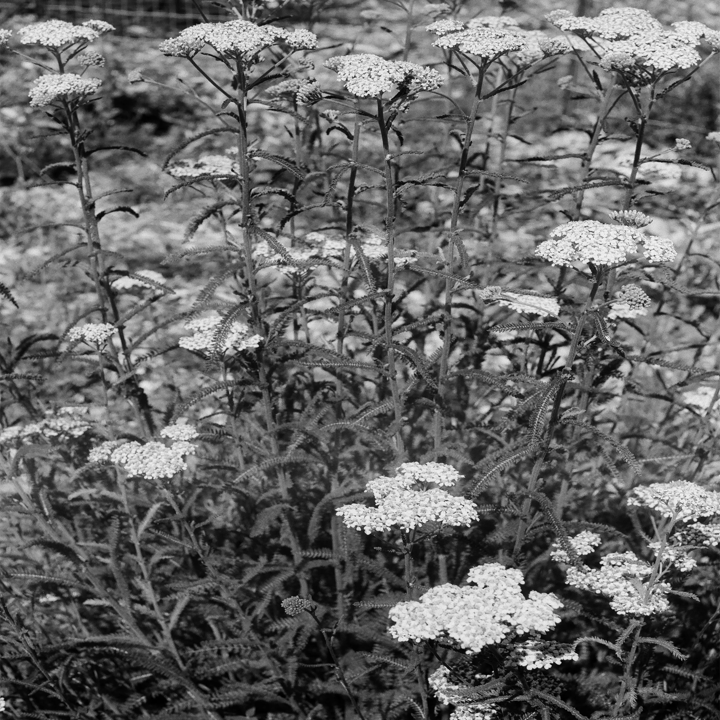 common_yarrow.jpg