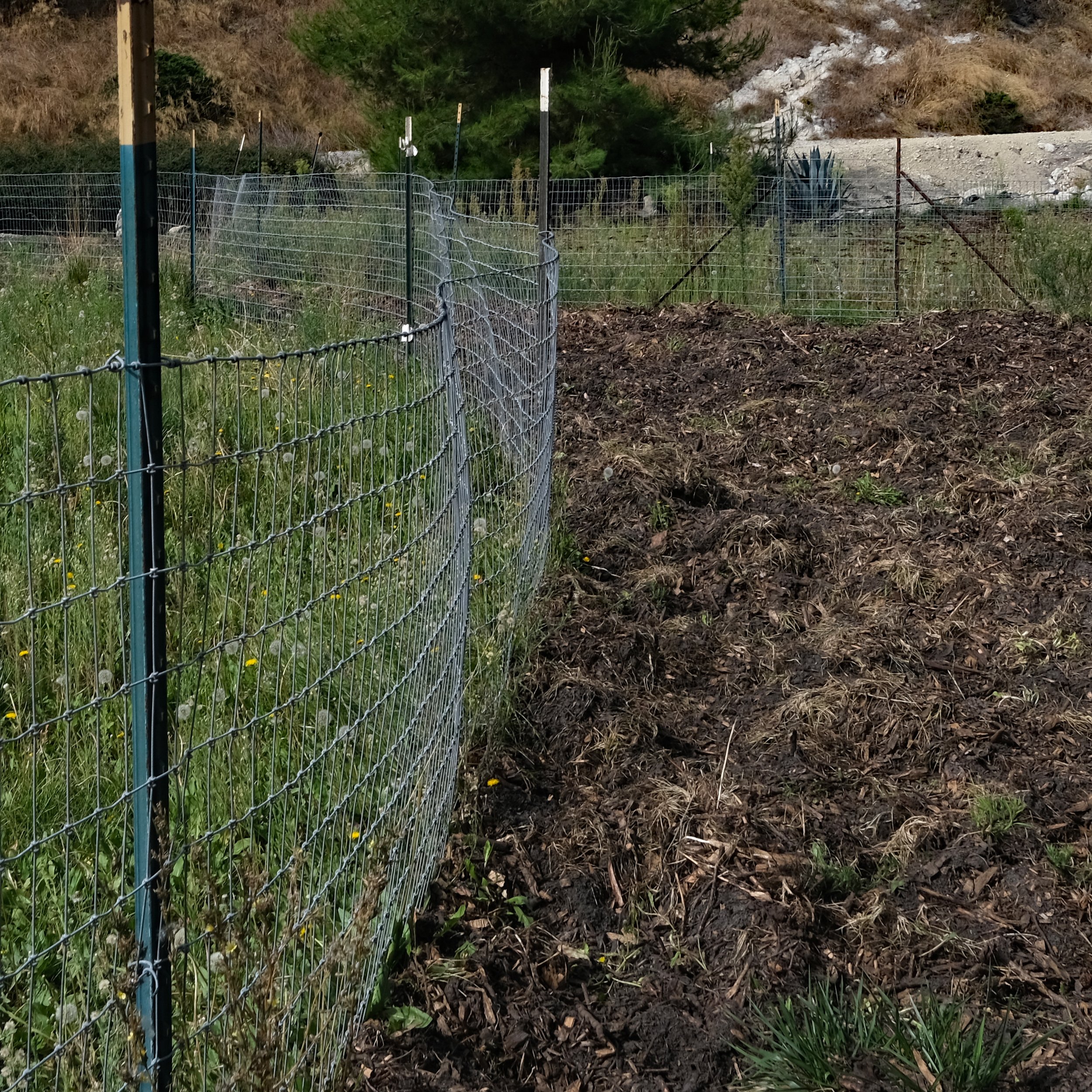 Rooting from feral pigs between Circle #4 and #5