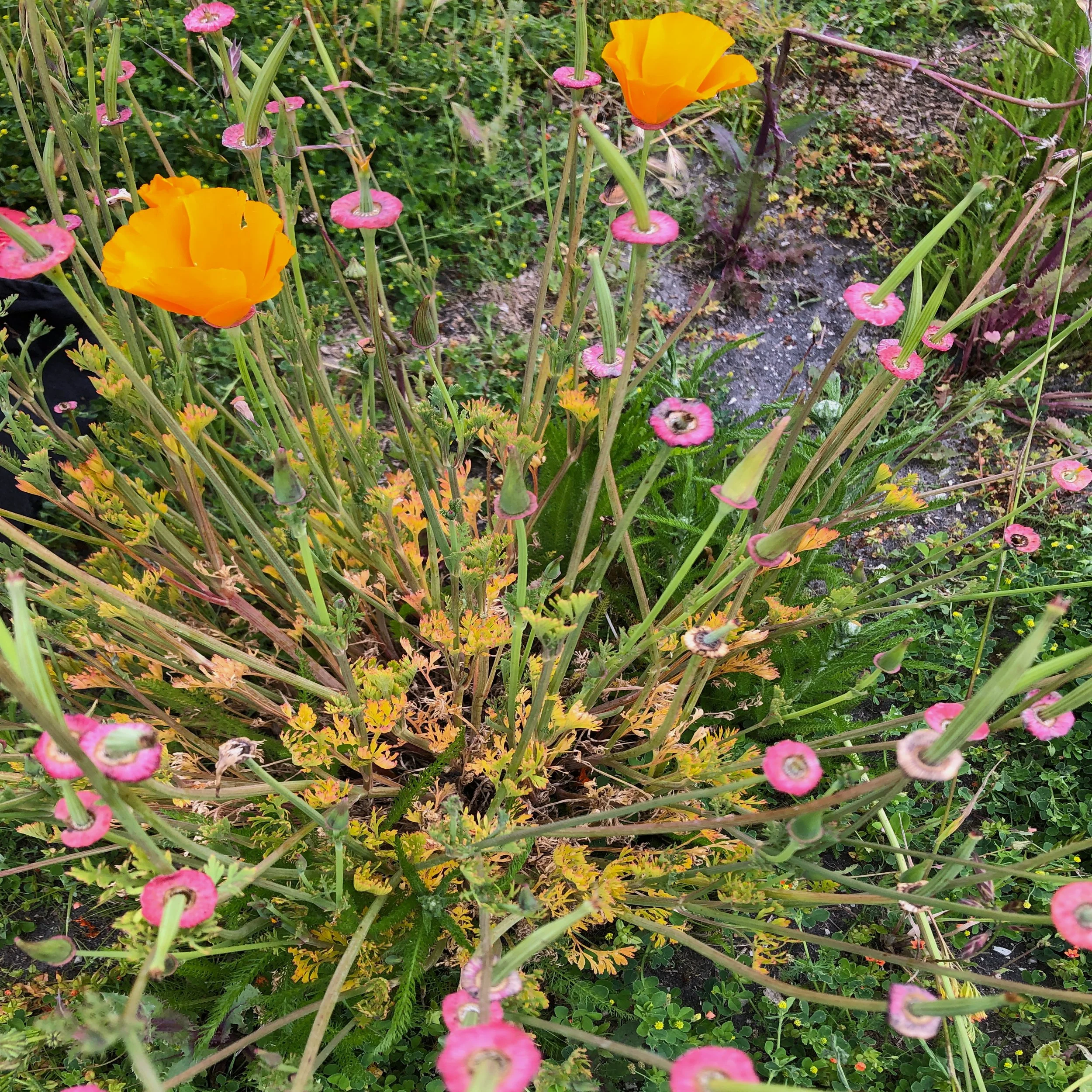 California Poppy