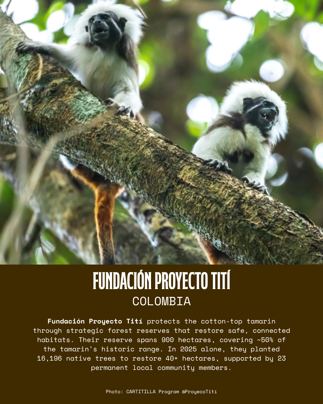 Fundación Proyecto Tití.png