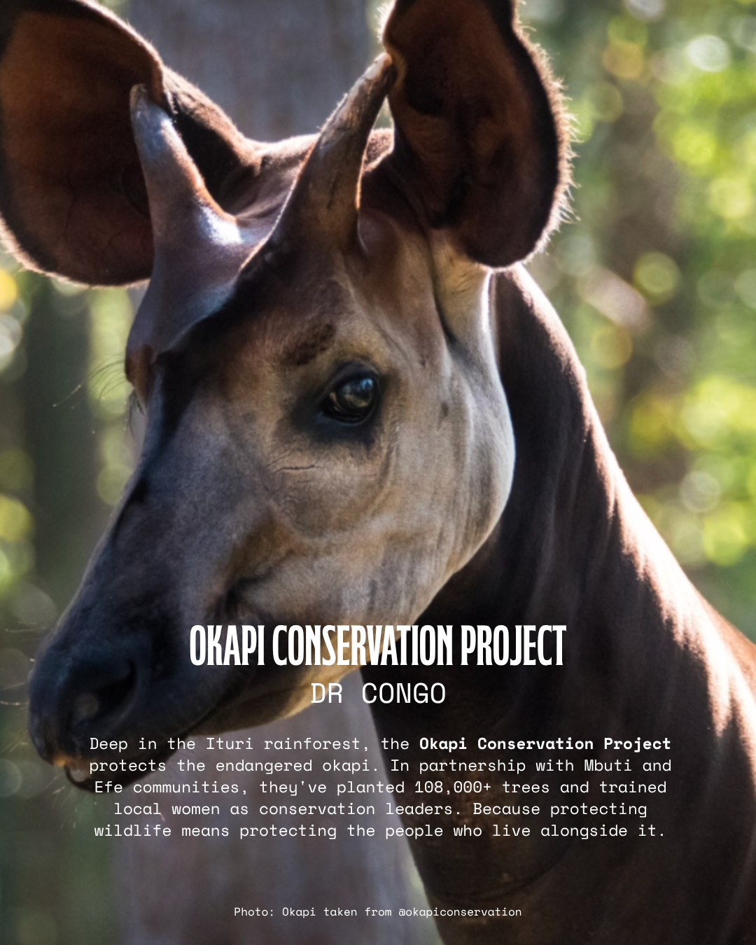 Okapi Conservation Project.png