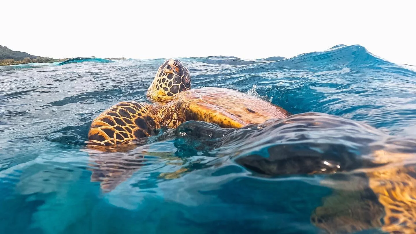 Contact 2 — Ocean Toa Cook Islands