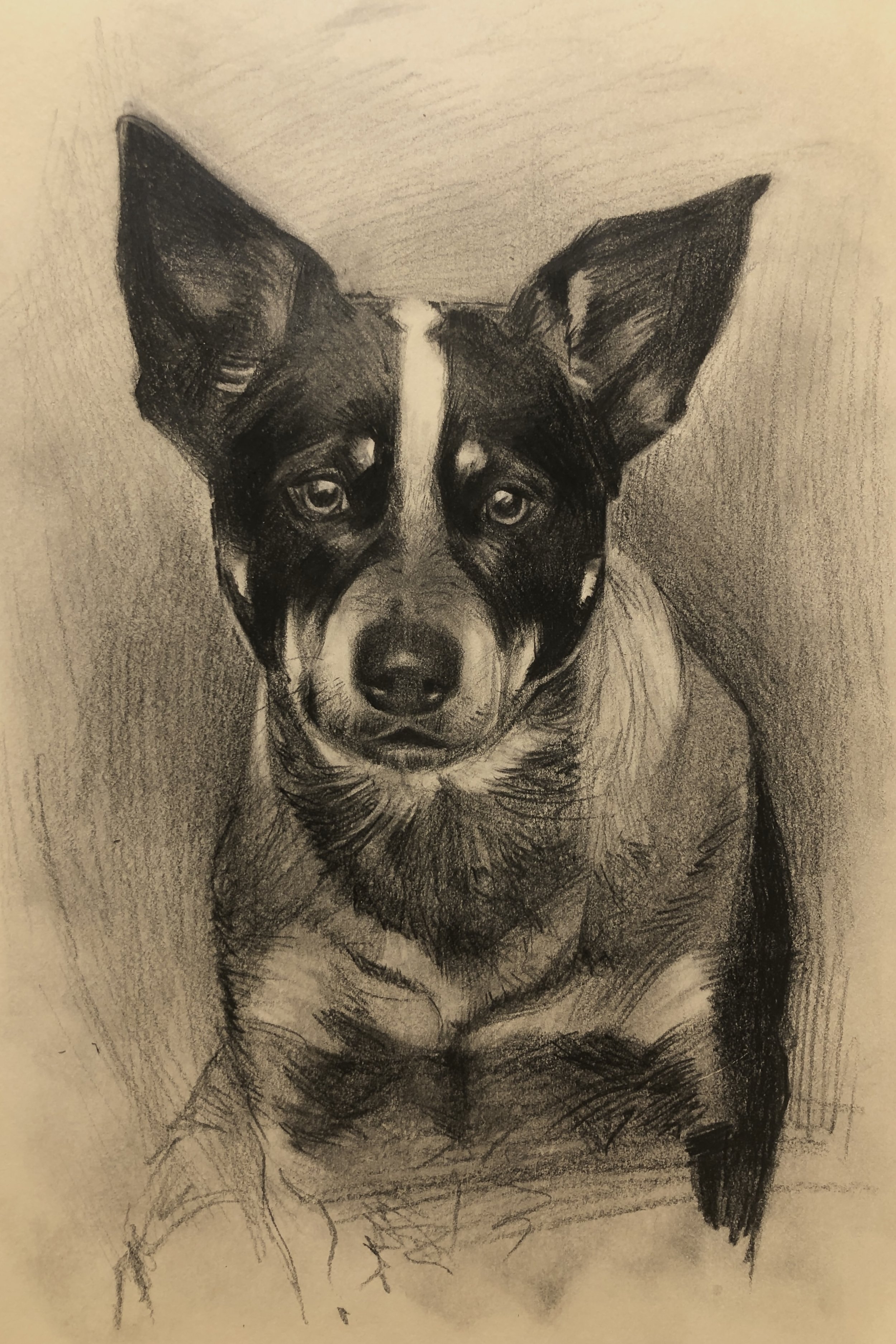 Animal Portrait 10.JPG