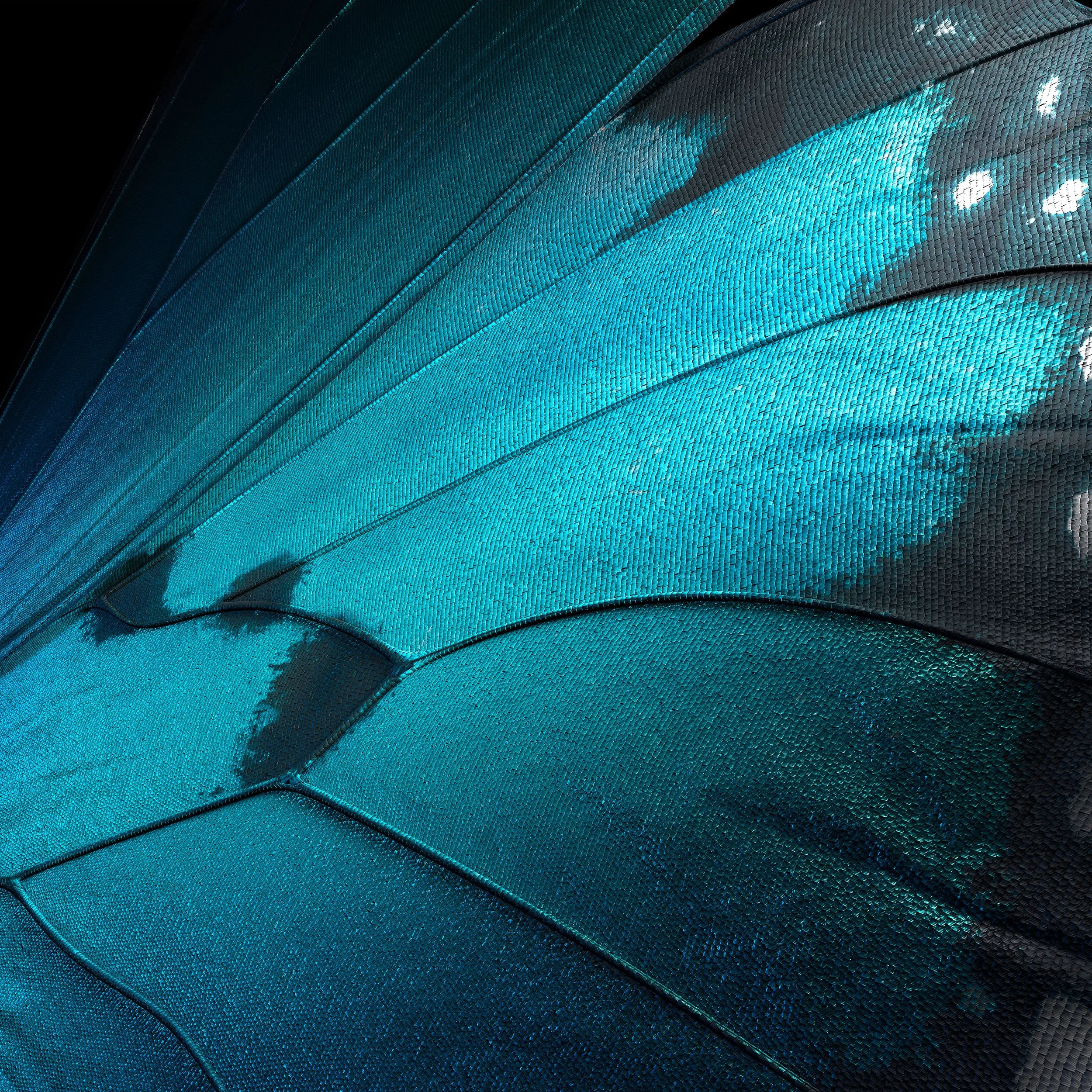 Macro-C26-w3-F_sRGB-4k.jpg