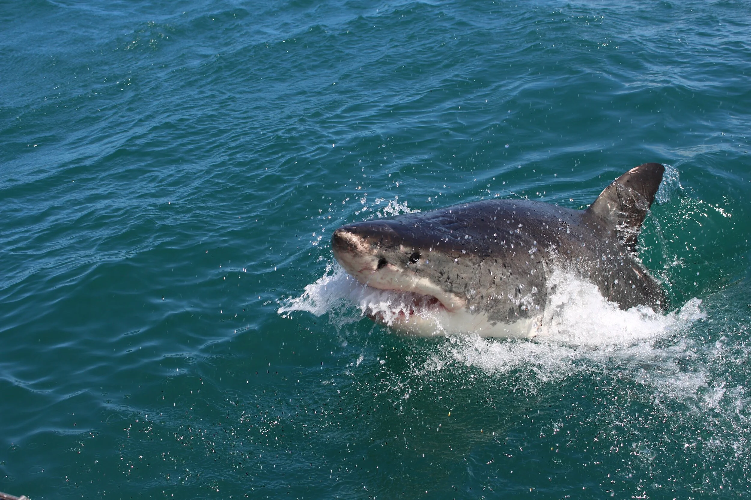 Shark Week 2023