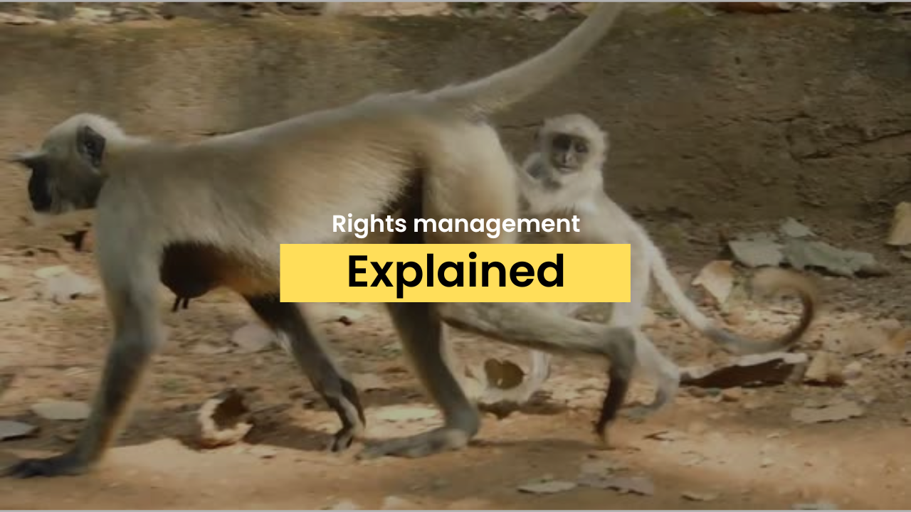 Rights management on Newsflare