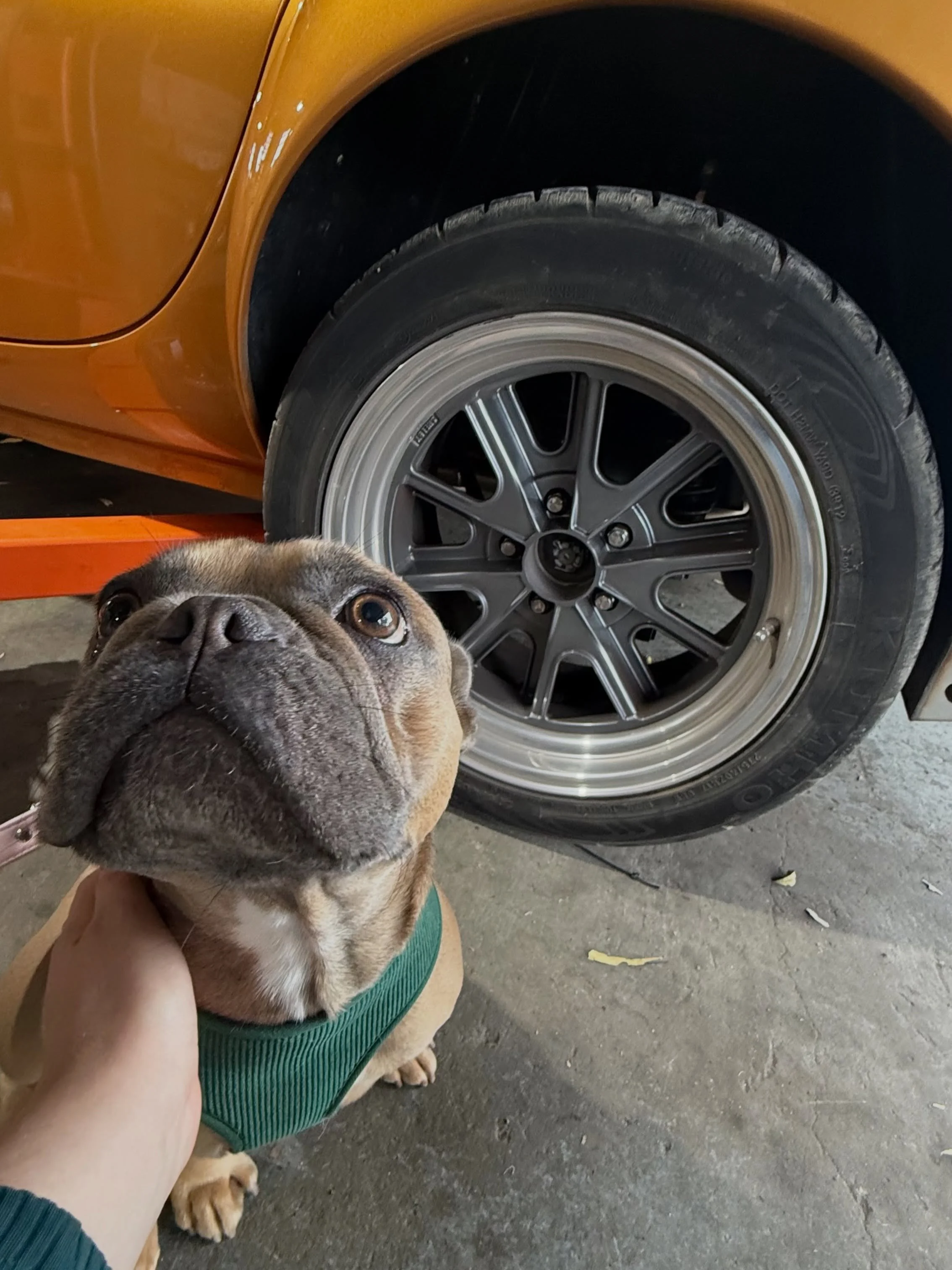 When Shelby met Shelby 🐾🚗

This little Frenchie came in to see us with her matching namesake for a bit of TLC.

We carried out a full safety check and found the front upper and lower control arm bushes had completely disintegrated 😬 so we sourced 