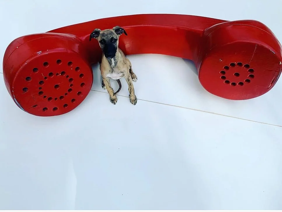 Big phone with small dog.

Sold