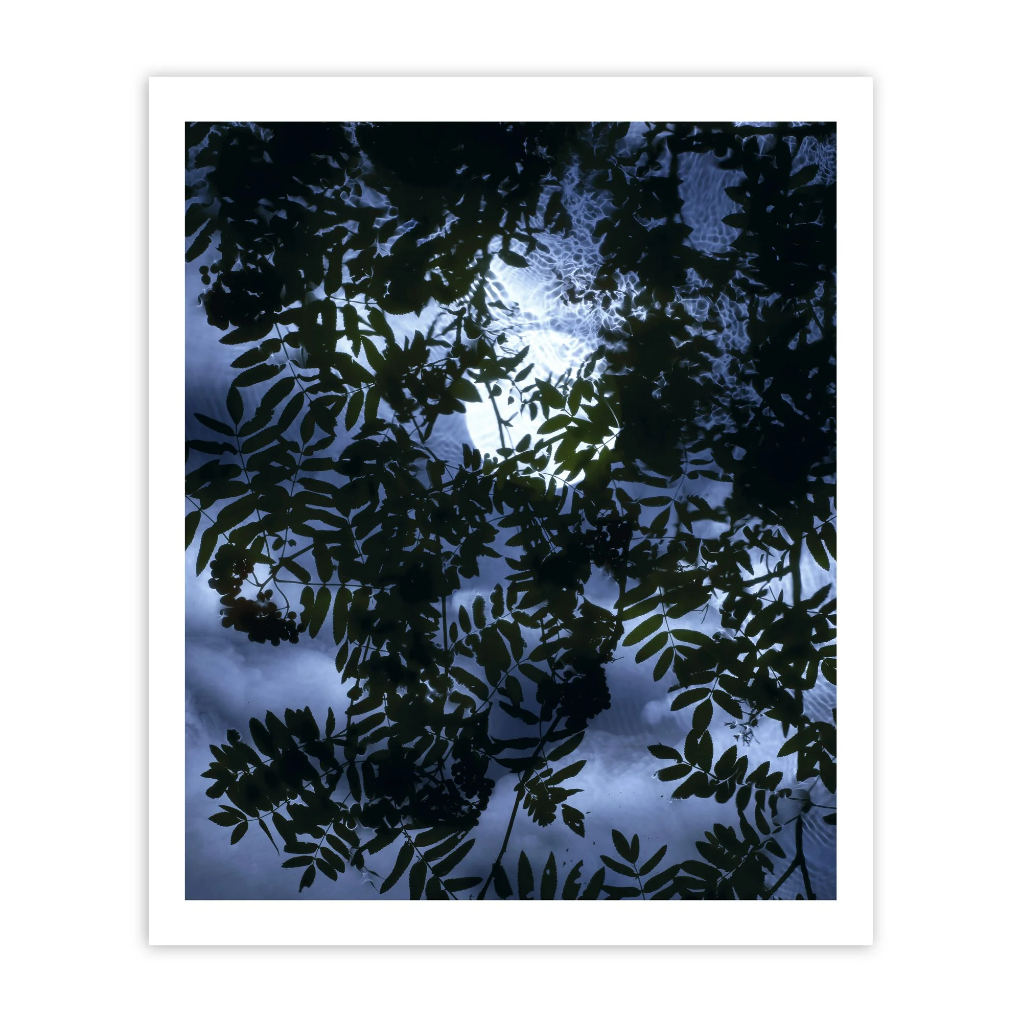 Full_Moon_Rowan_Print copy.jpg