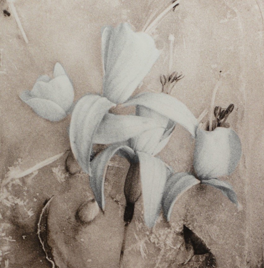 Iced Flowers by David Hall