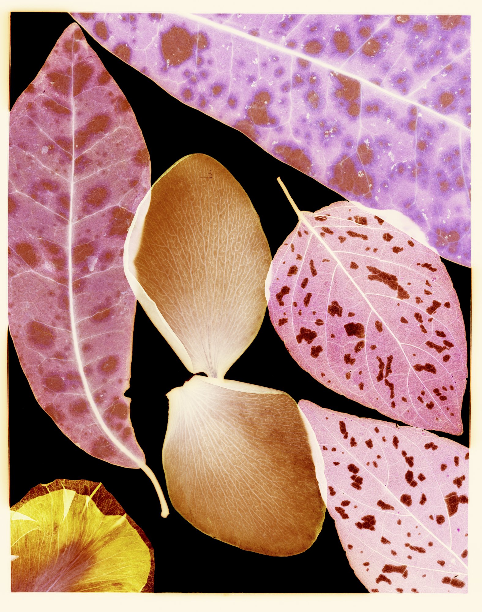 08. Luke & Nik - Pink Leaves, 2022.jpg