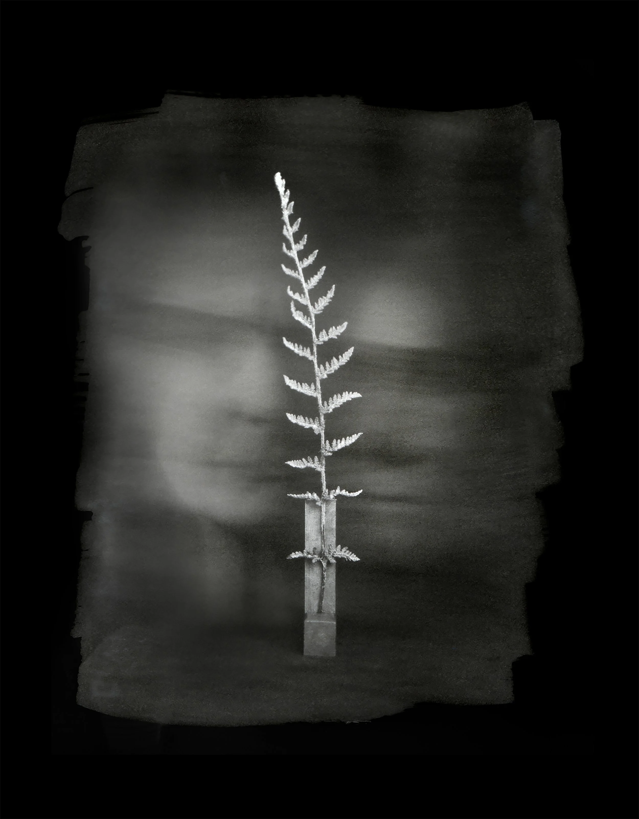 Fern_Portrait.jpg