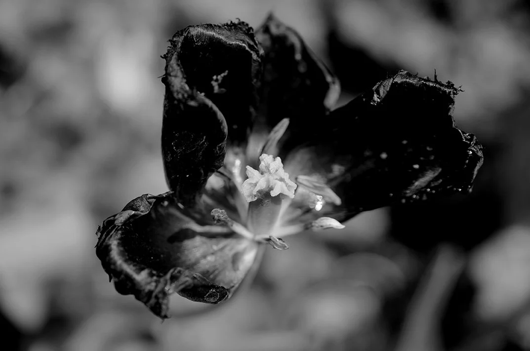 Tulip NAOMI WODDIS.jpg