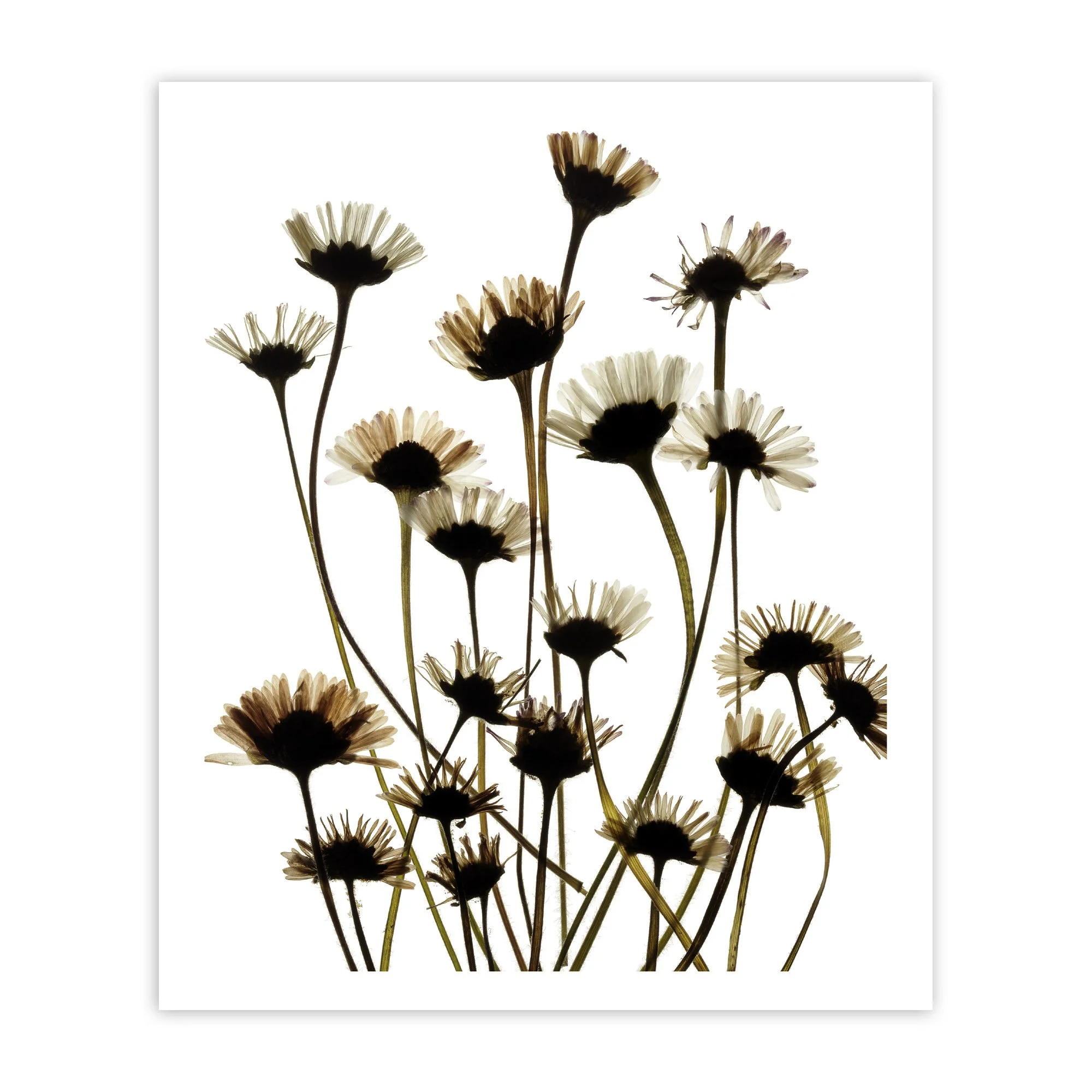 Flowers_from_HMP_Grendon_from_My_Shadow's_Reflection_-_Ed_Clark_Print copy.jpg