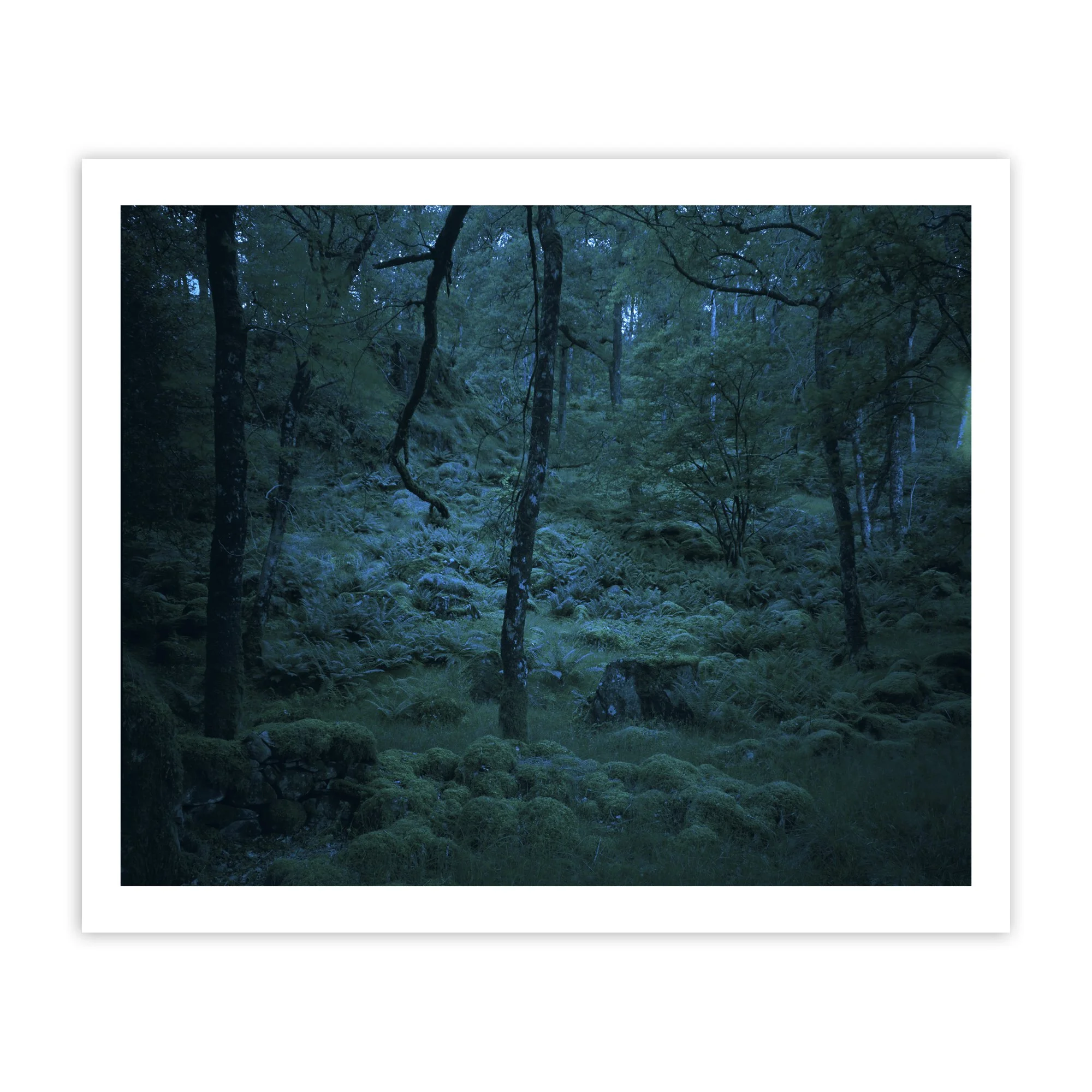 Joanna Vestey - 1830-2030 | 06.07.23 Borrowdale Woods, Lake District, England