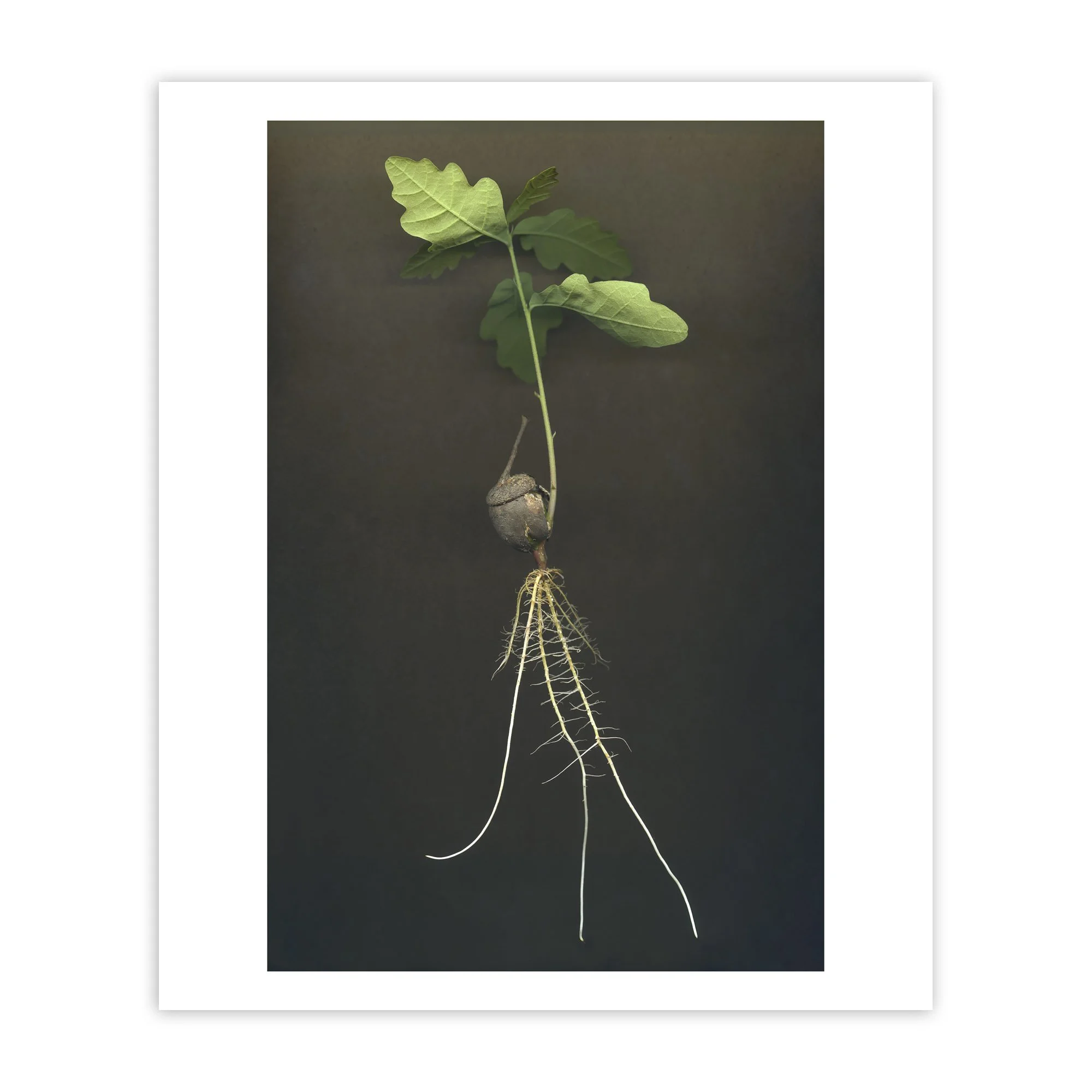 Forest_Acorn-Clare_Hewitt_Print copy.jpg