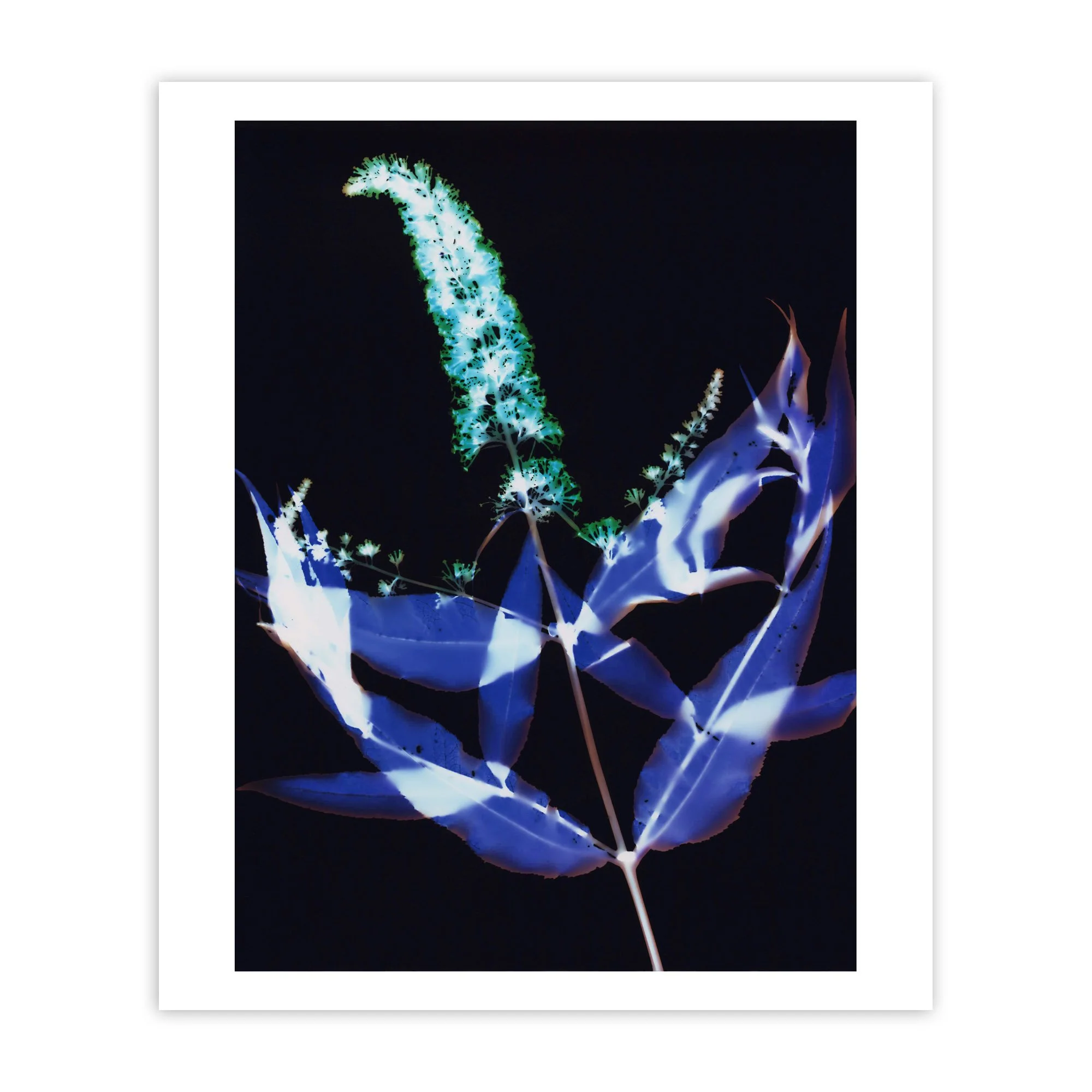 Buddleia_Davidii_11_100Y80M30s copy.jpg