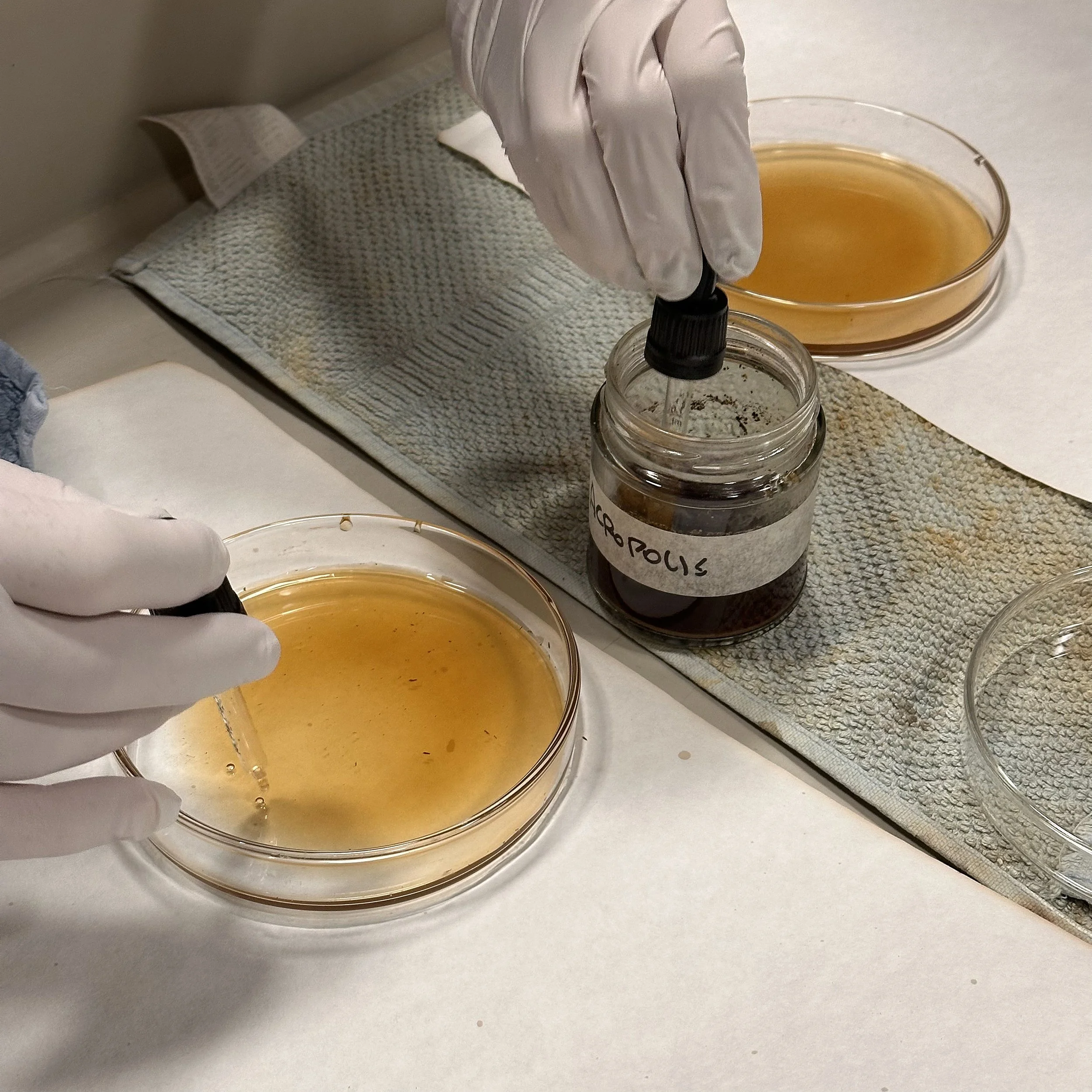 AScholz_Soil Chromatography_03.jpg