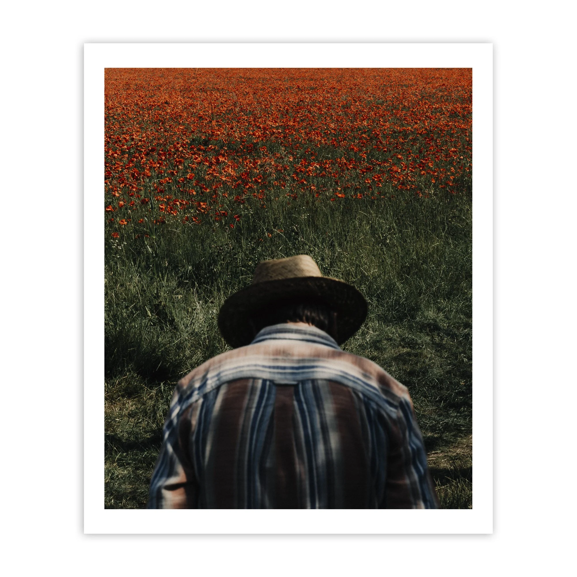 Joshua K. Jackson - Poppy Field