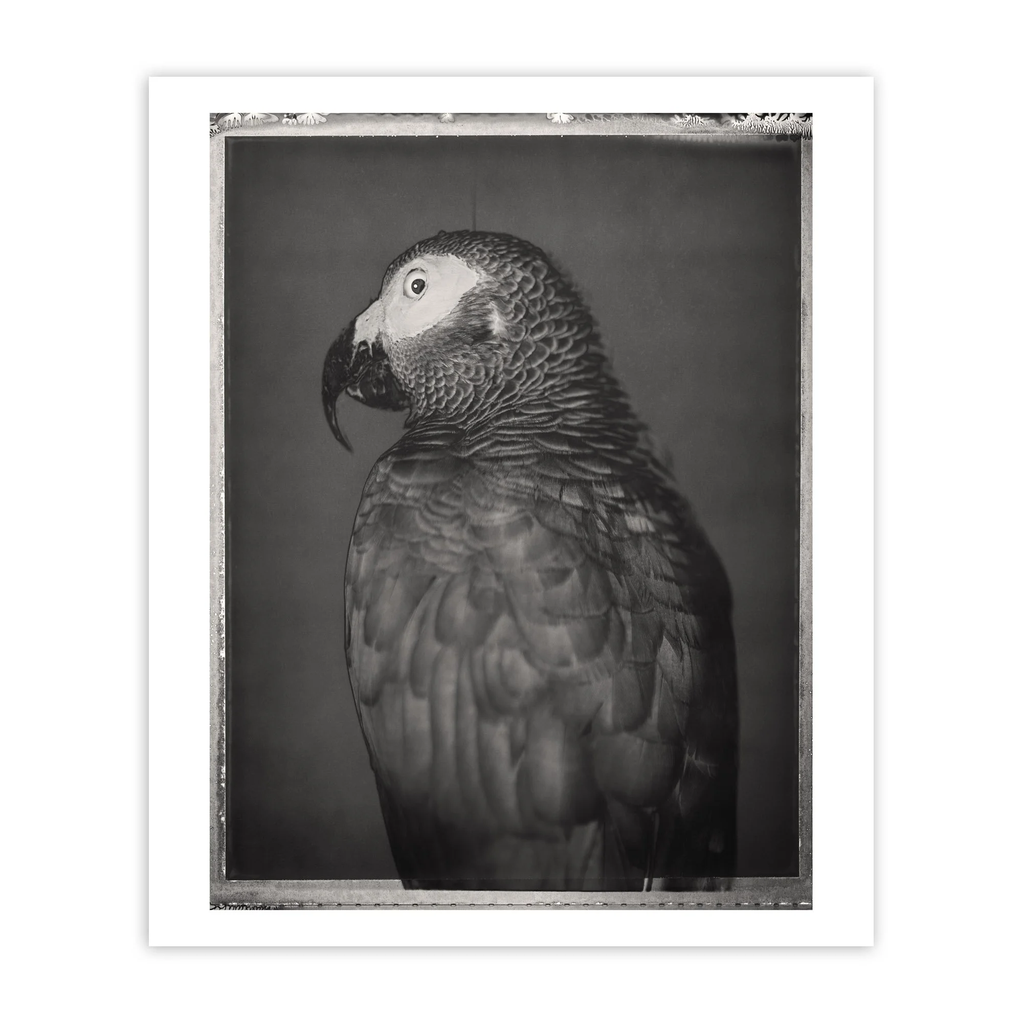 African_Grey_Parrot-_Psittacus_erithacus_-_David_Ellingsen_Print copy.jpg