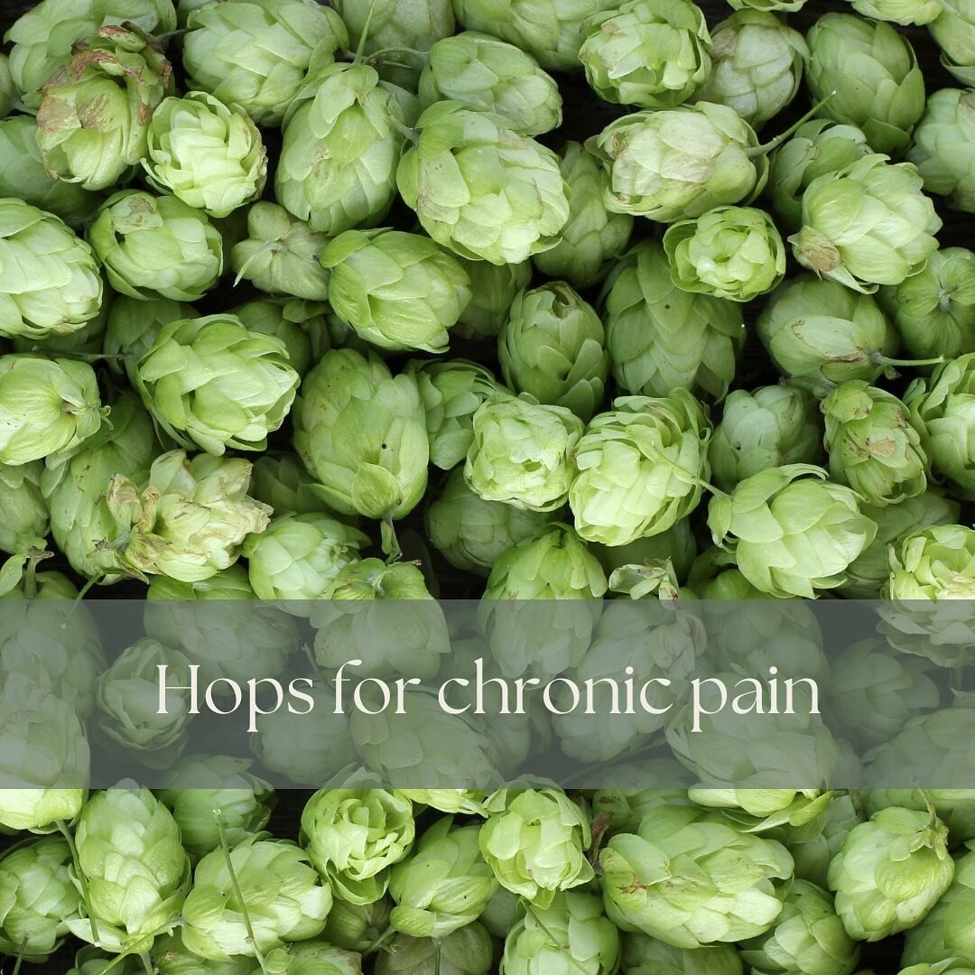 🌱 Hops, traditionally known for their use in brewing beer, have also been studied for their potential health benefits, including their use in managing chronic pain. Here are some of the benefits:

🌱. **Anti-inflammatory Properties**: Hops contain c