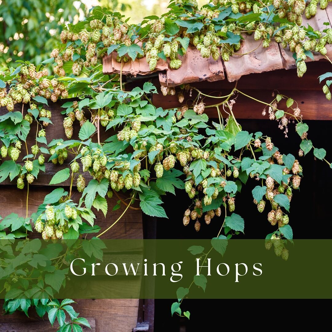 🌱✨ Ready to cultivate your own hop haven? Let&rsquo;s dive into the hops-growing essentials because hops bring a touch of magic to any garden. Here&rsquo;s how to get started:
1️⃣ Zone Check: Hop plants thrive in USDA hardiness zones 3-8, loving coo